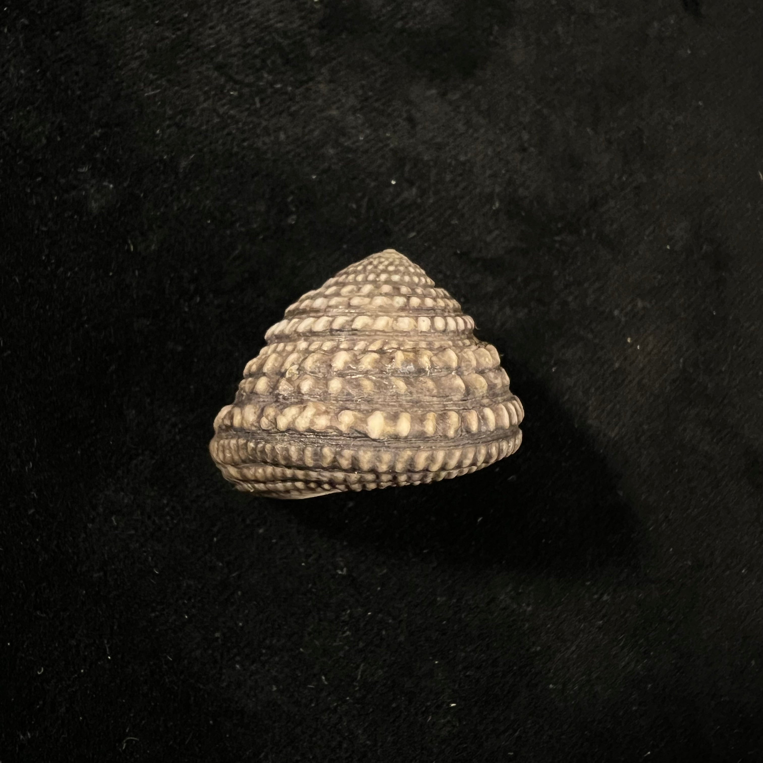 Agathistoma quadricostatum (W. Wood, 1828) - 27mm