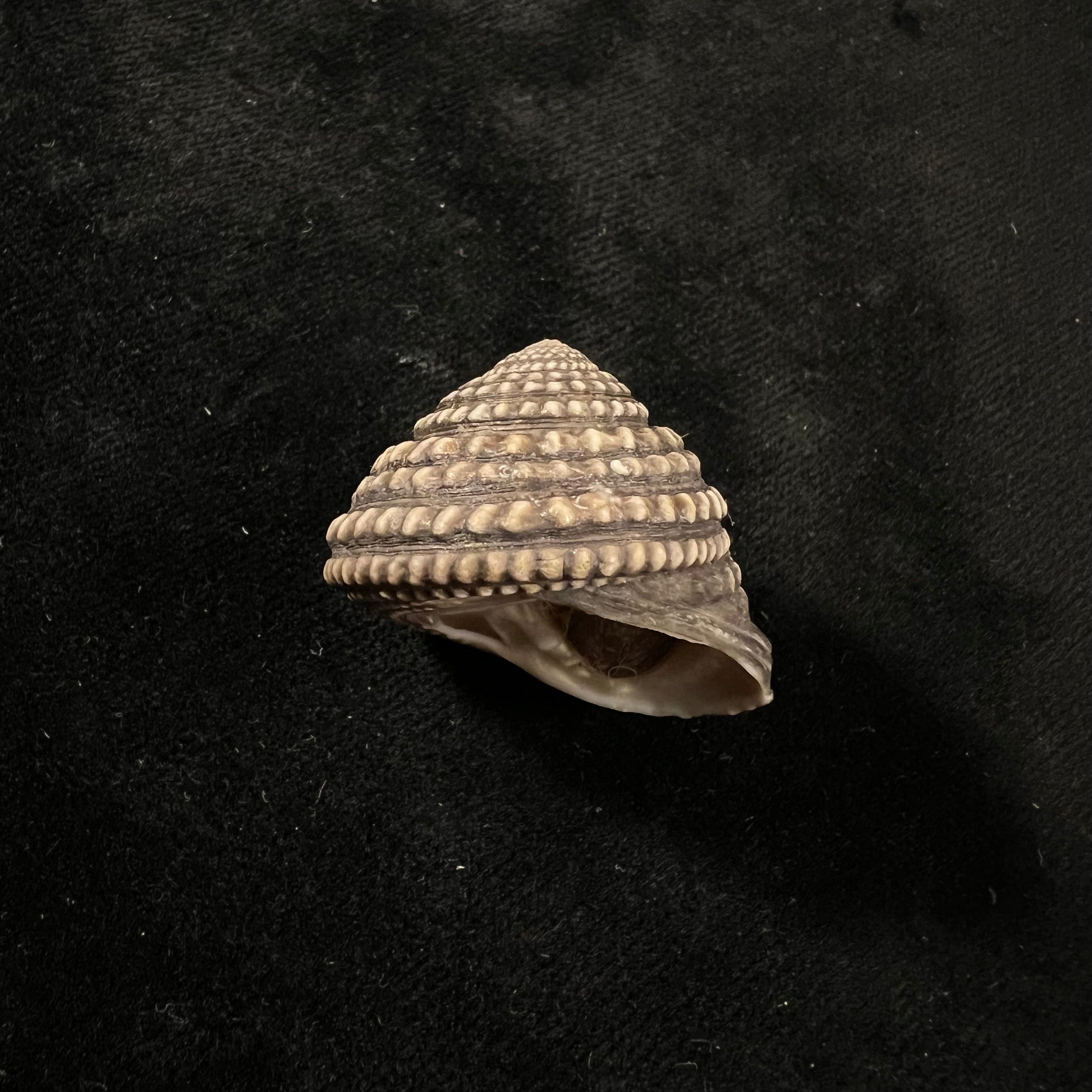 Agathistoma quadricostatum (W. Wood, 1828) - 27mm