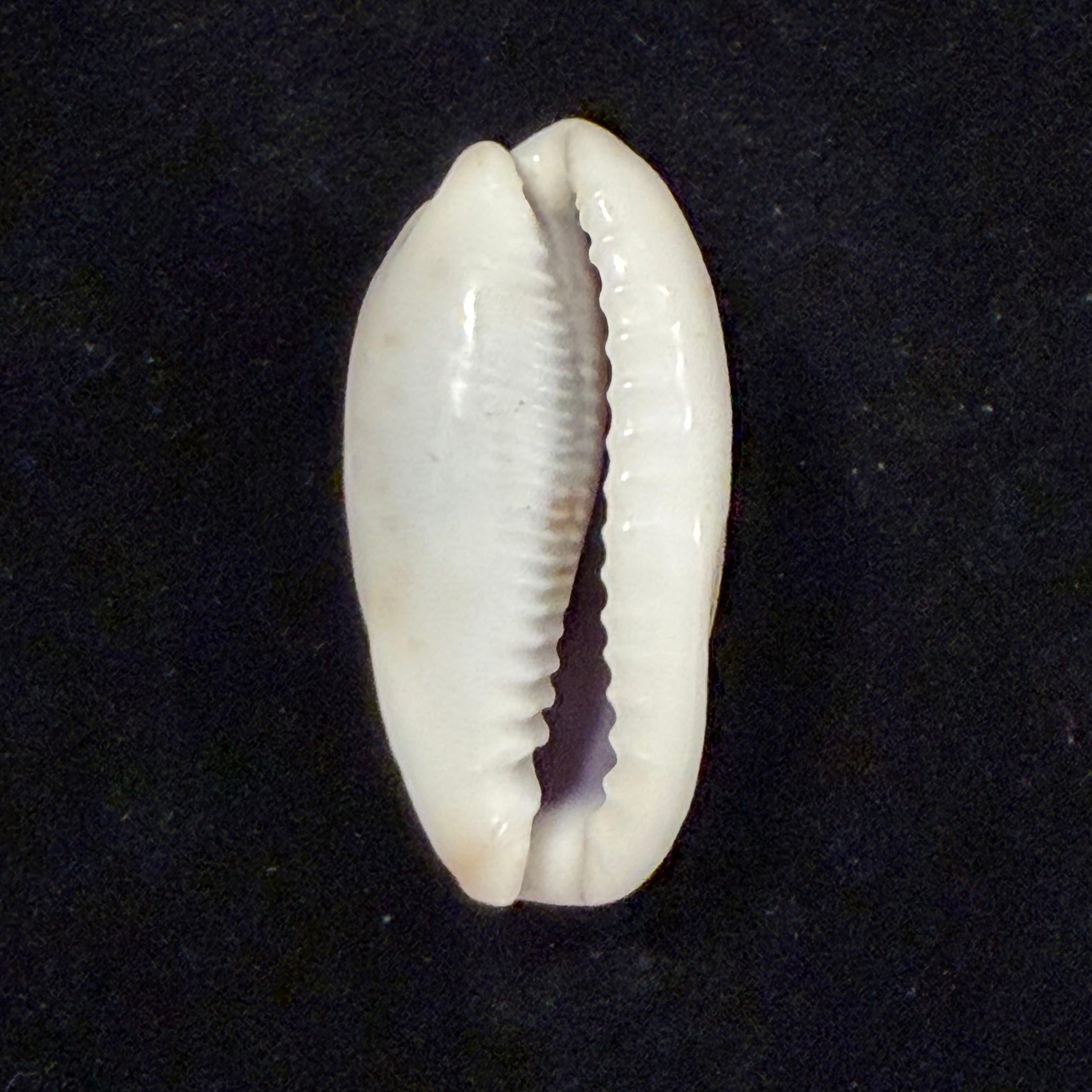 Erronea cylindrica (Born, 1778) - 31mm