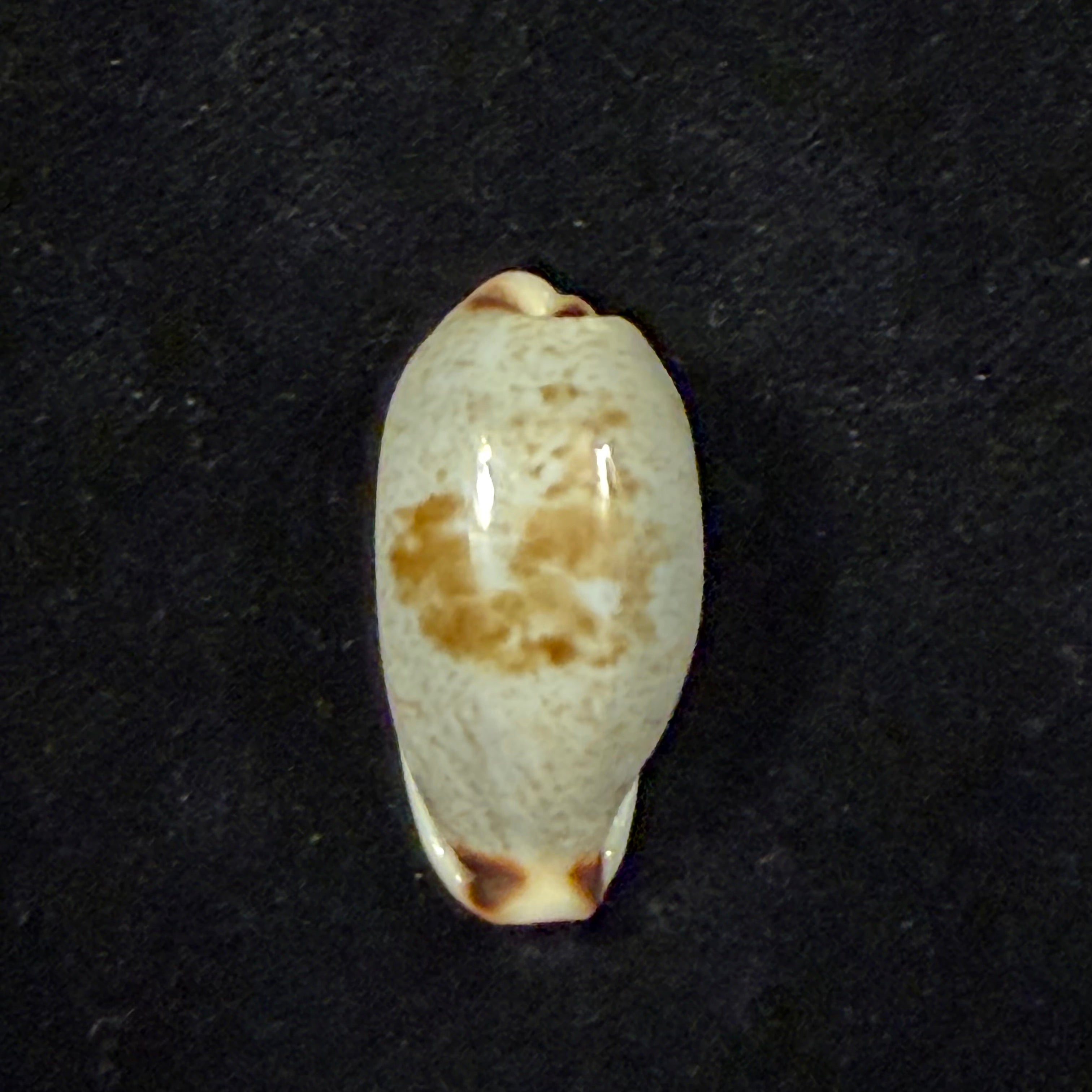 Erronea cylindrica (Born, 1778) - 29,7mm