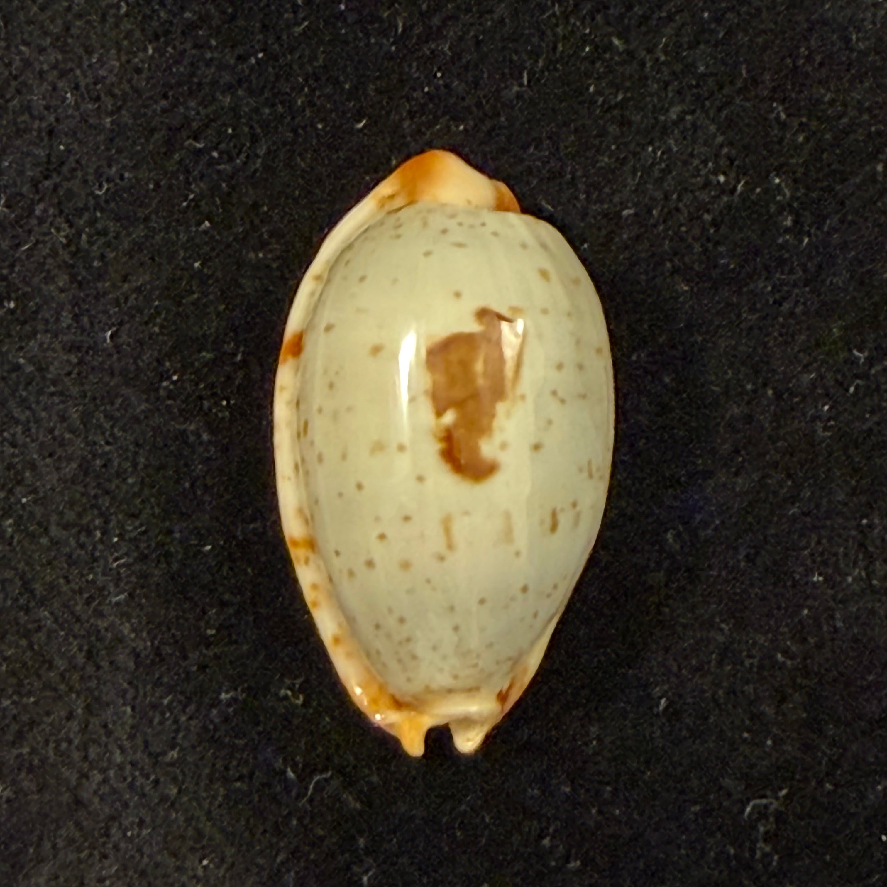 Bistolida diauges (Melvill, 1888) - 27mm