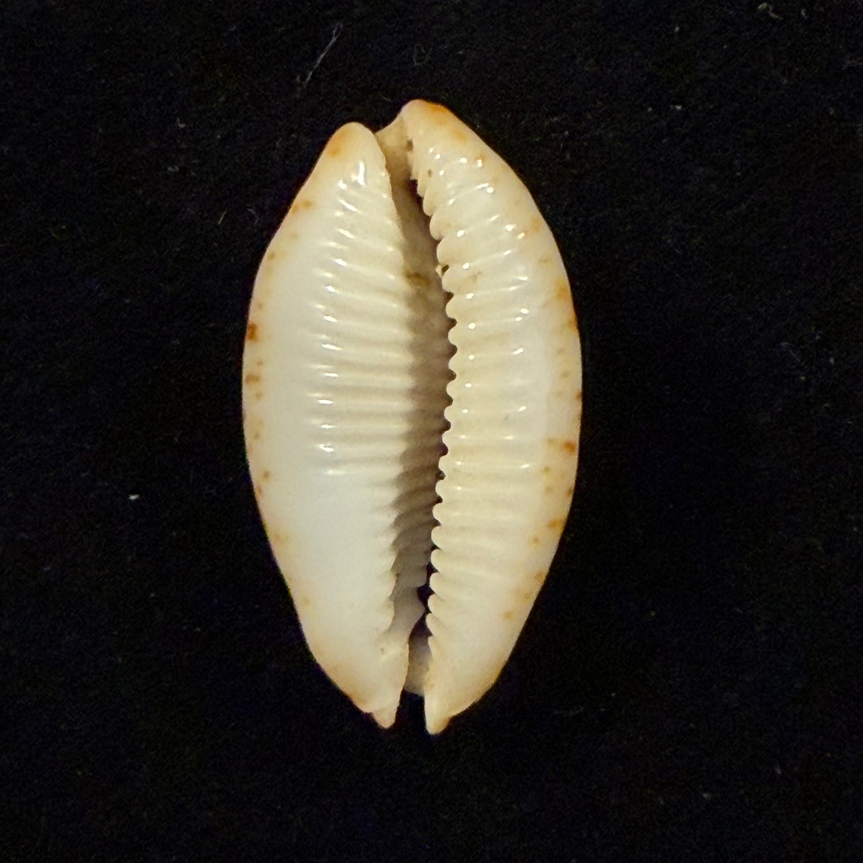 Bistolida diauges (Melvill, 1888) - 27mm