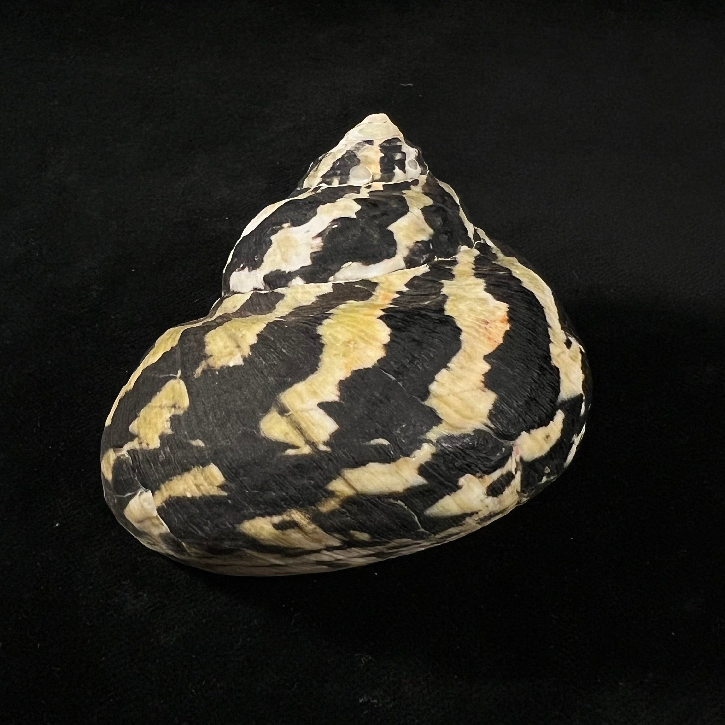 Cittarium pica (Linnaeus, 1758) - 71,3毫米