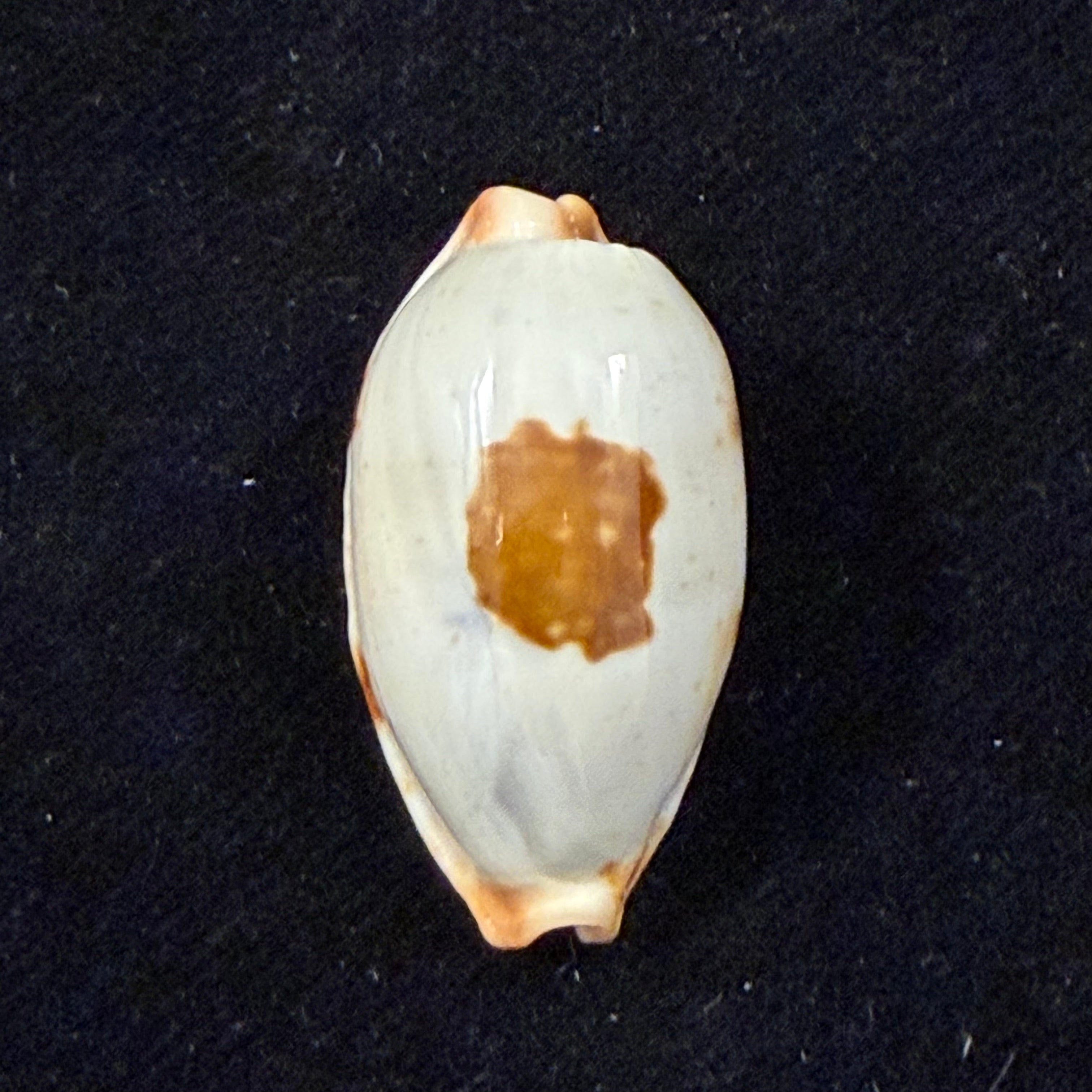 Bistolida diauges (Melvill, 1888) - 28,8mm