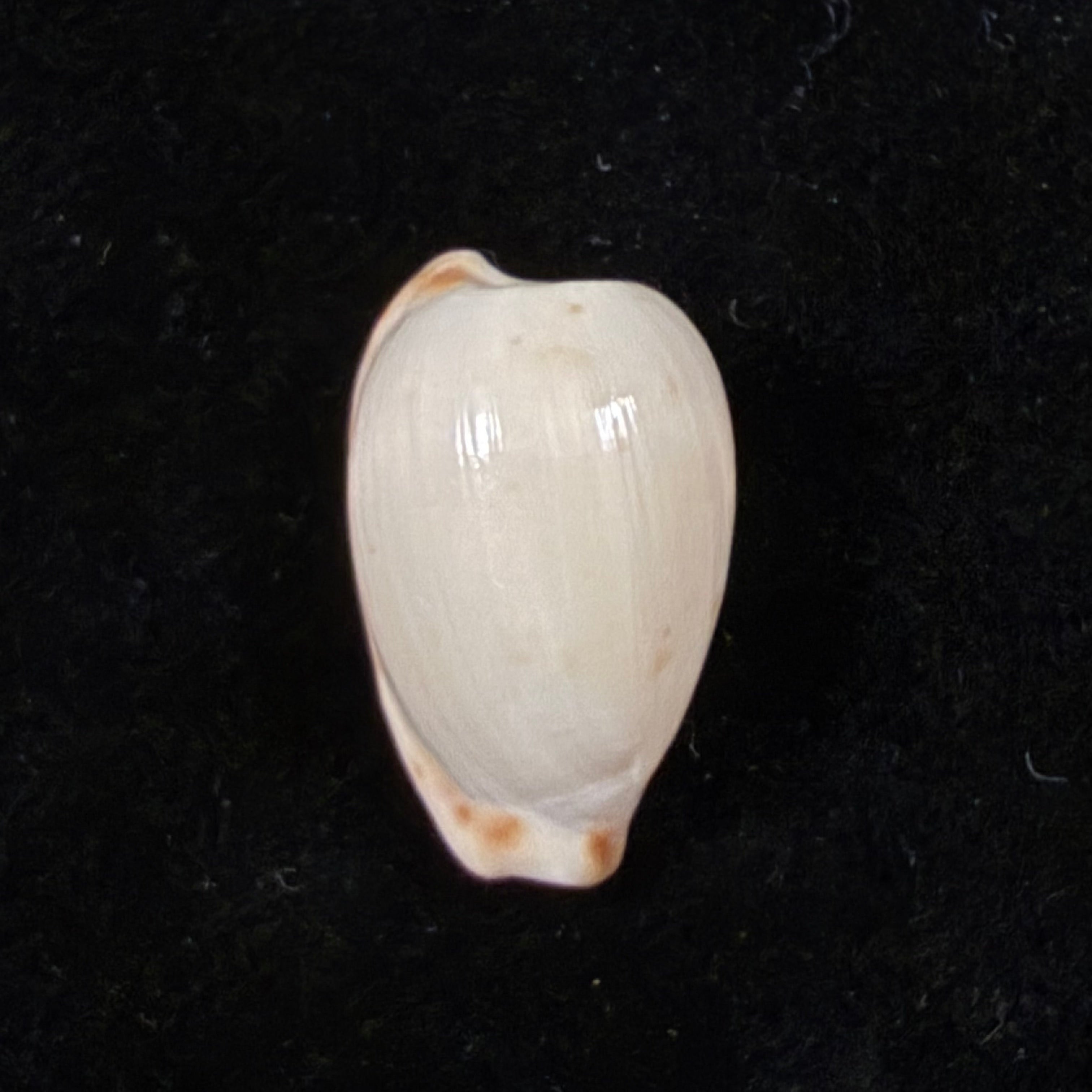 Cypraeovula edentula (Gray, 1825) - 17,4mm