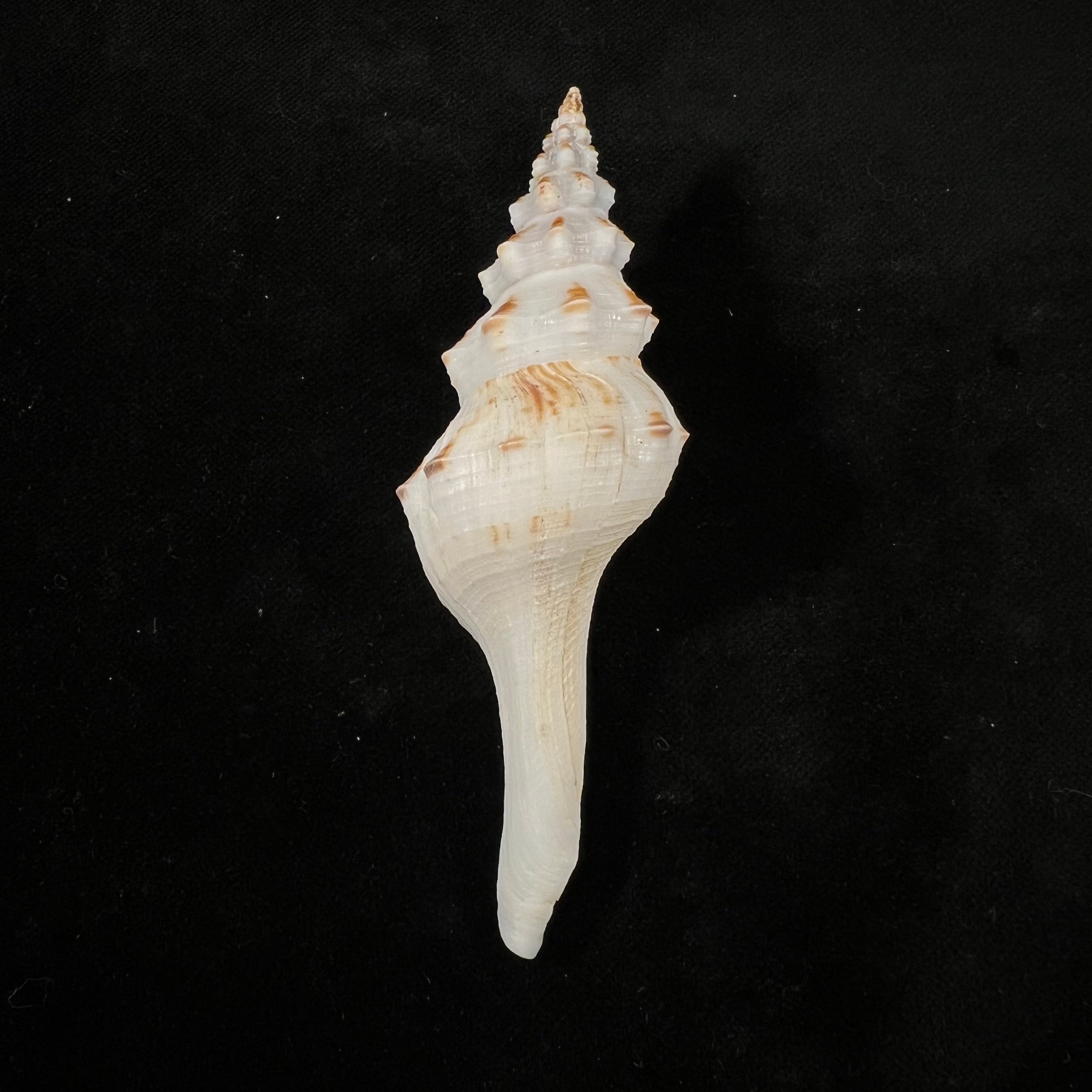 Fusinus panamensis Dall, 1908 - 100,7mm
