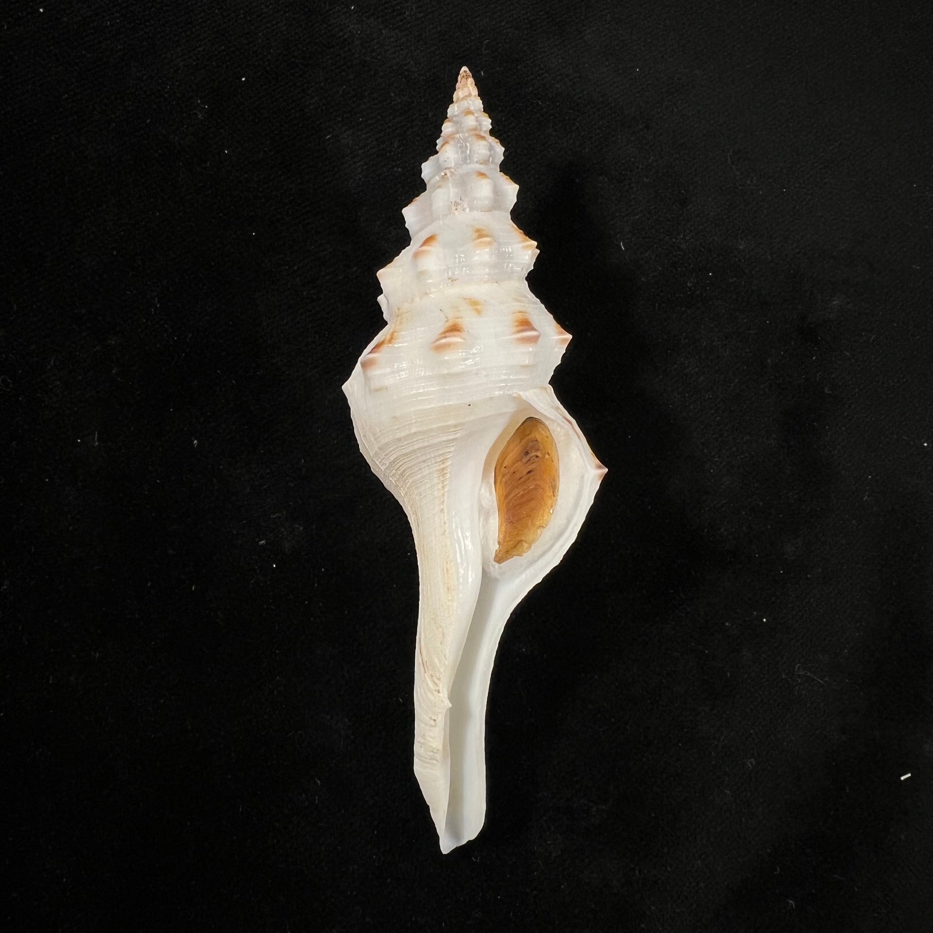 Fusinus panamensis Dall, 1908 - 100,7mm