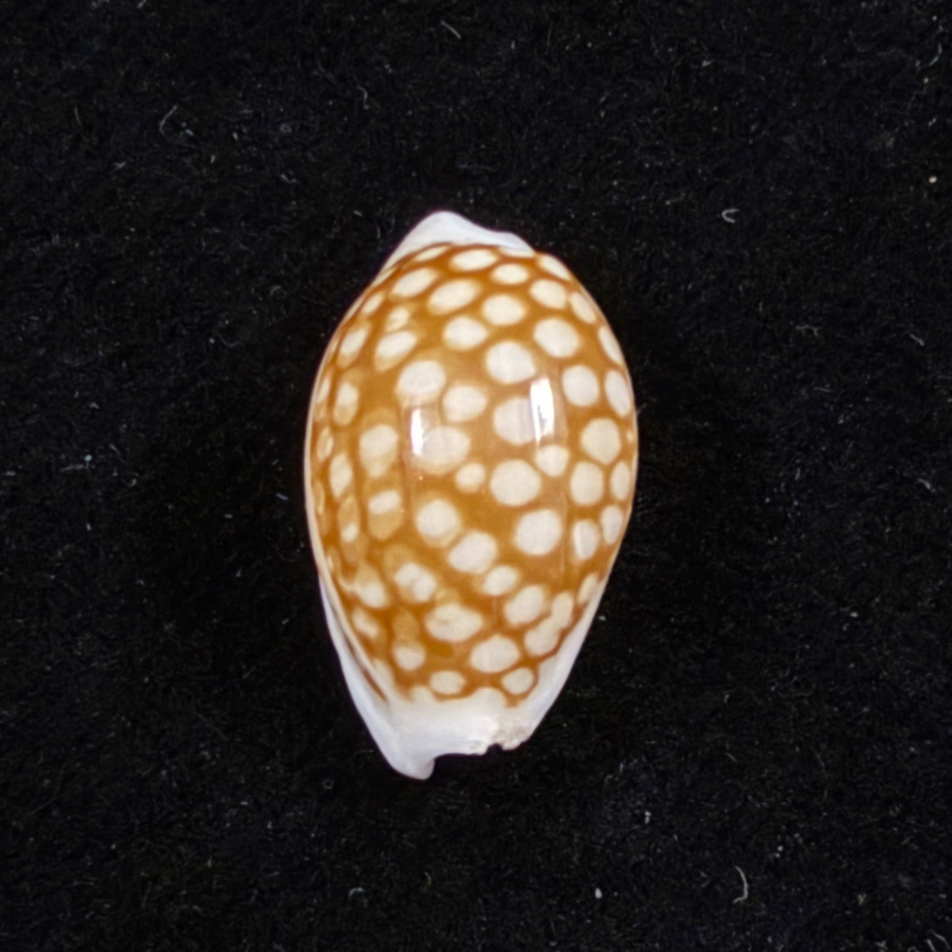 Cribrarula comma toliaraensis Bozzetti, 2007 - 18,7mm