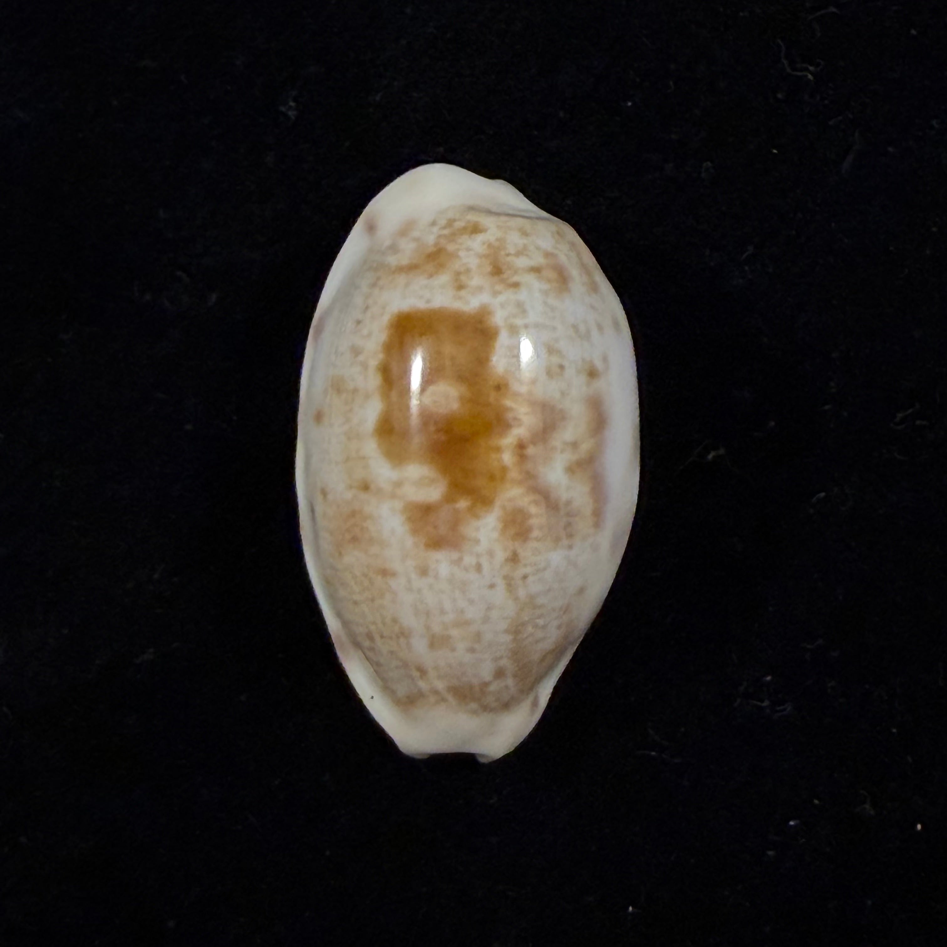 Cypraea alisonae C. M. Burgess, 1983 - 27,6mm