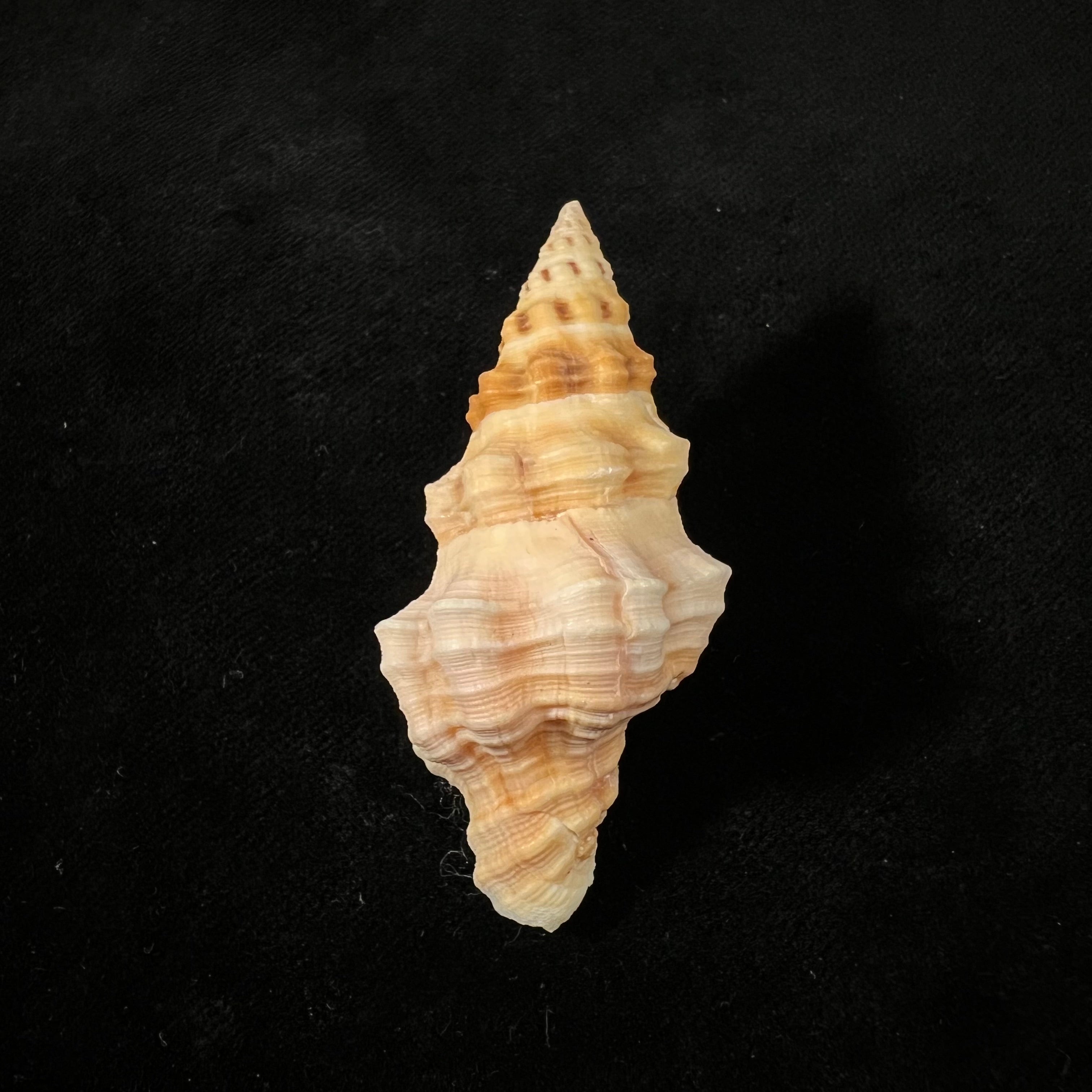 Hemipolygona mcgintyi (Pilsbry, 1939) - 58,4mm