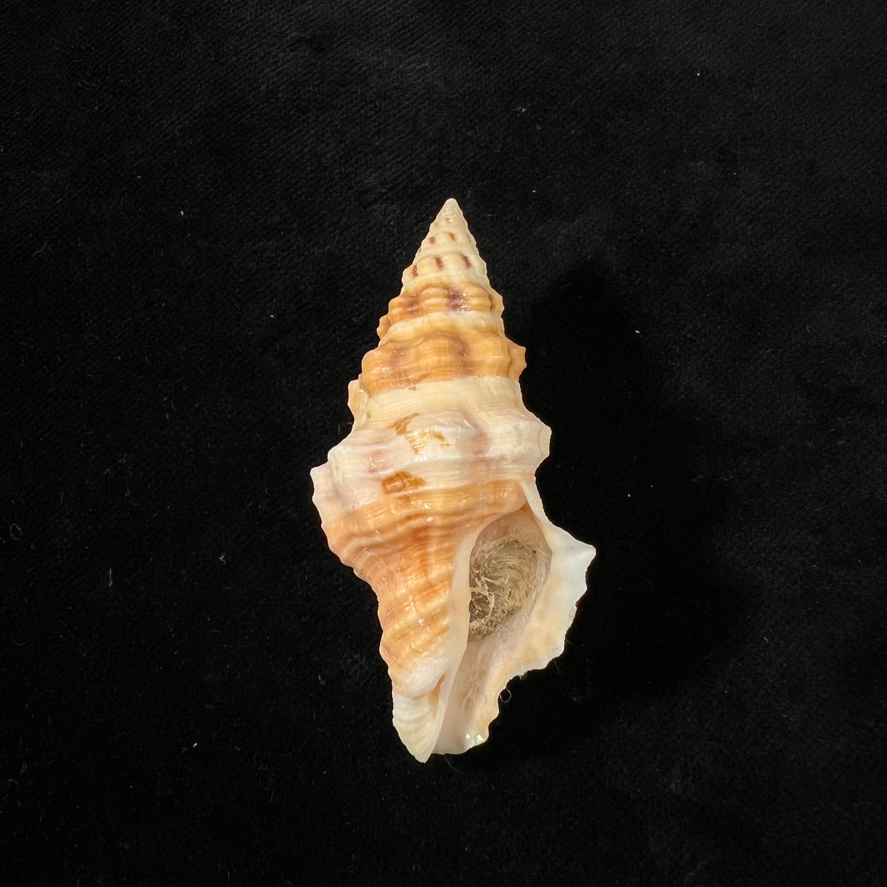 Hemipolygona mcgintyi (Pilsbry, 1939) - 58,4mm