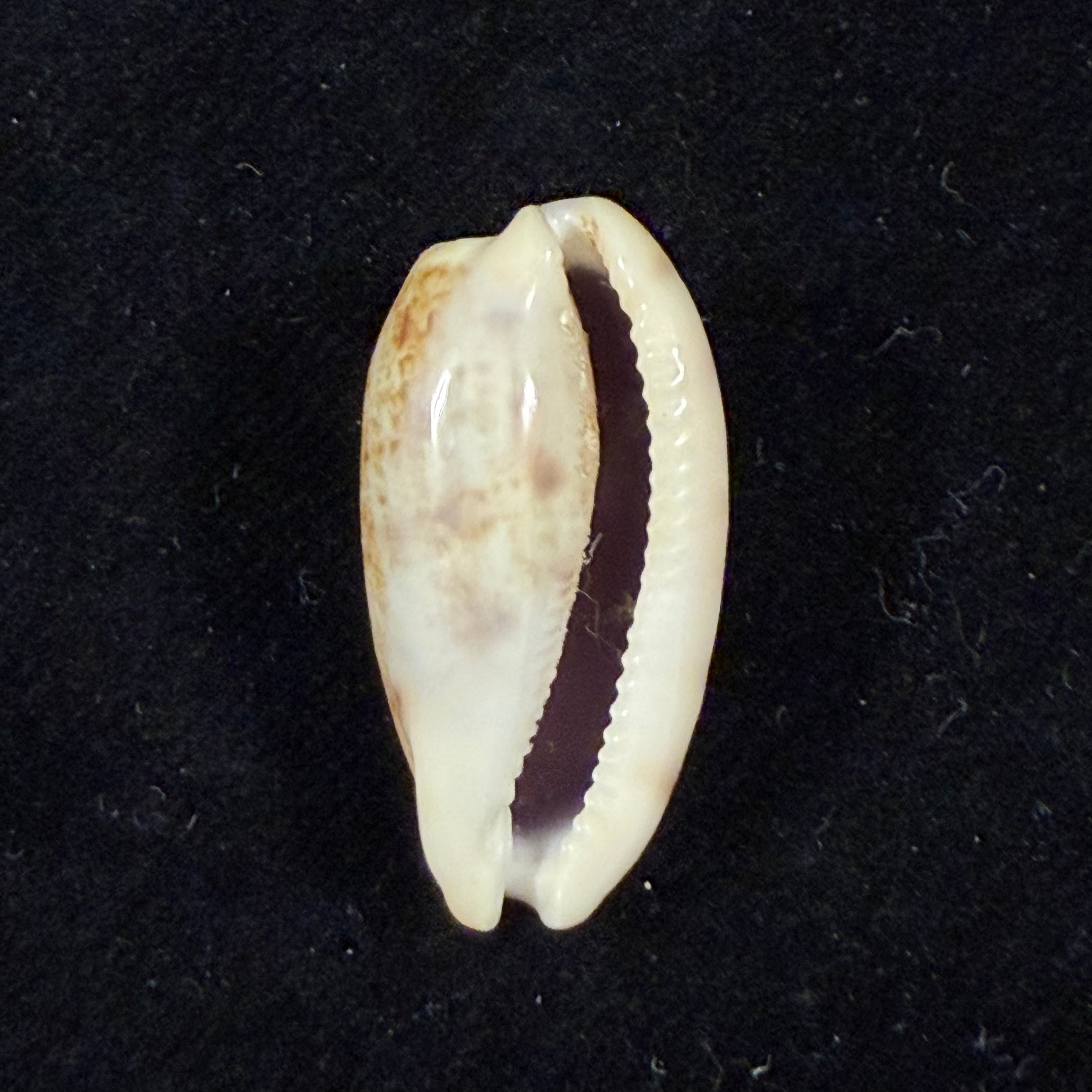Talostolida pellucens panamensis (Lorenz, 2002) - 30,1mm