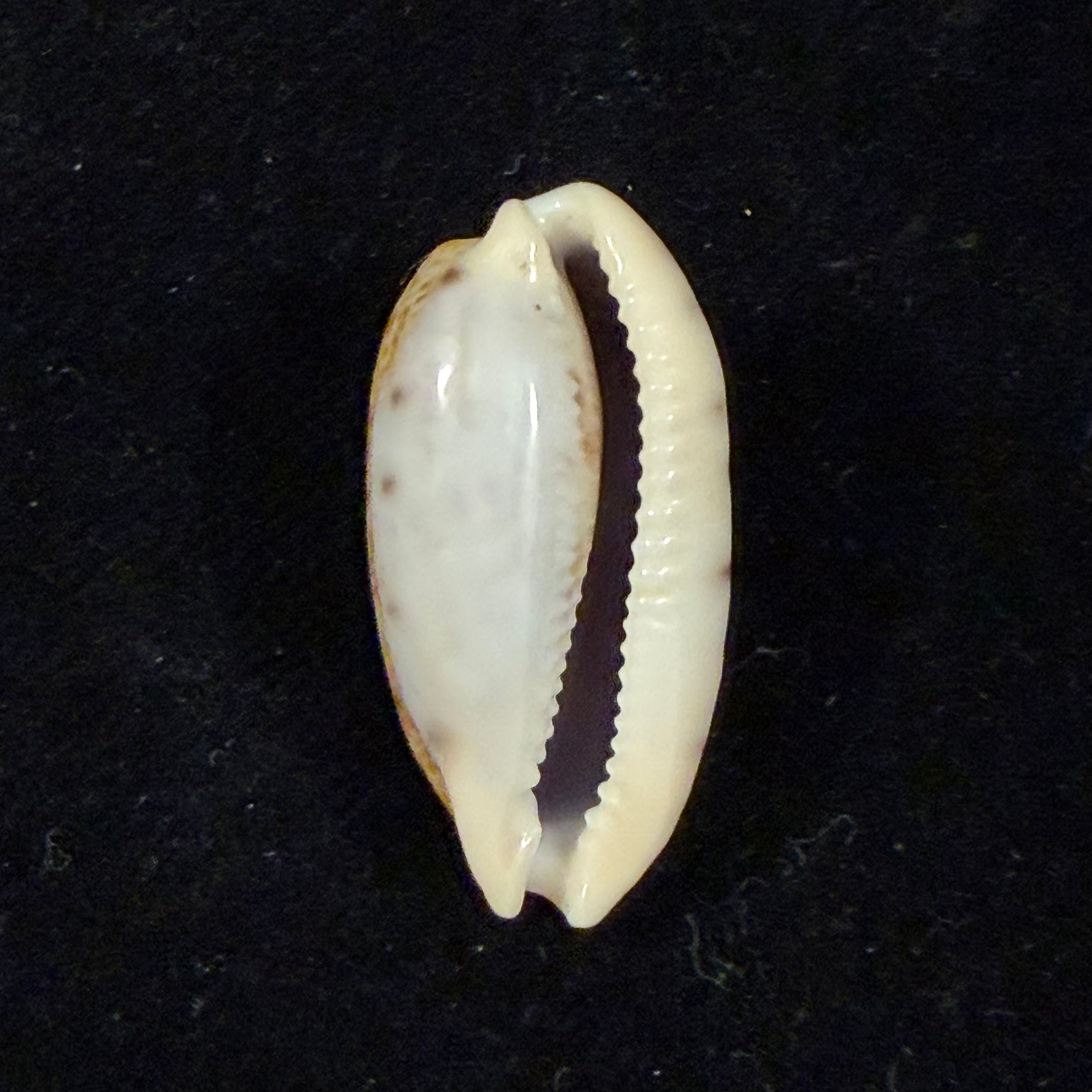 Talostolida pellucens panamensis (Lorenz, 2002) - 28mm