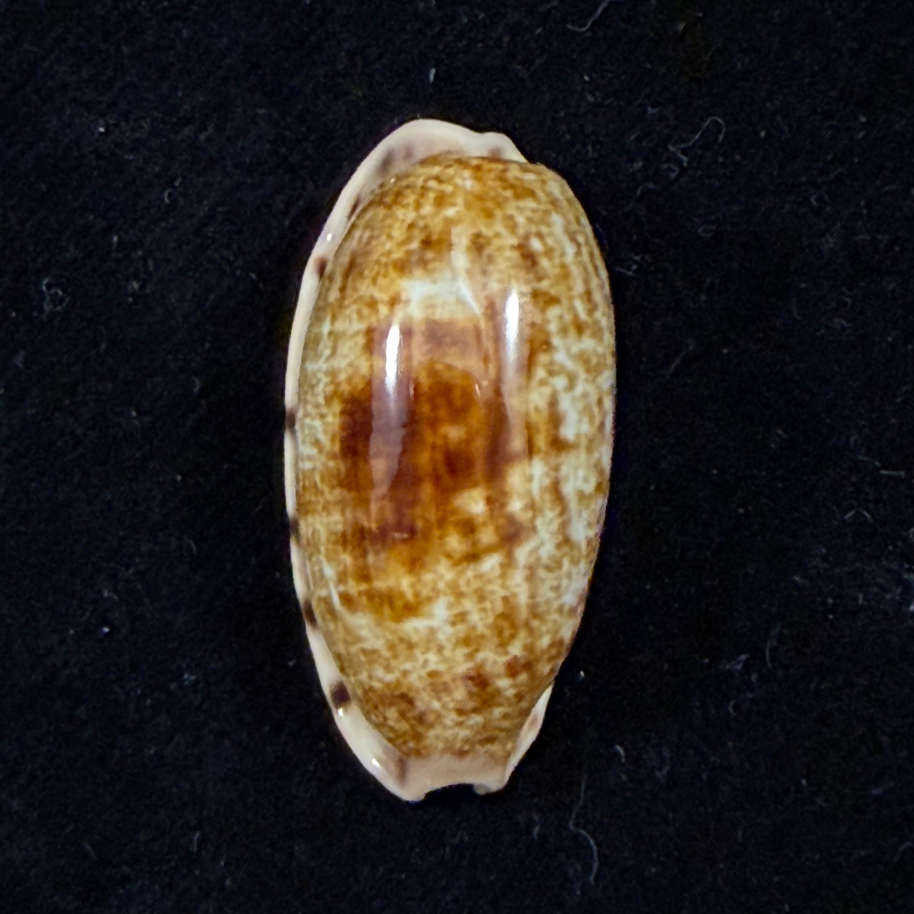 Talostolida pellucens panamensis (Lorenz, 2002) - 28,5mm