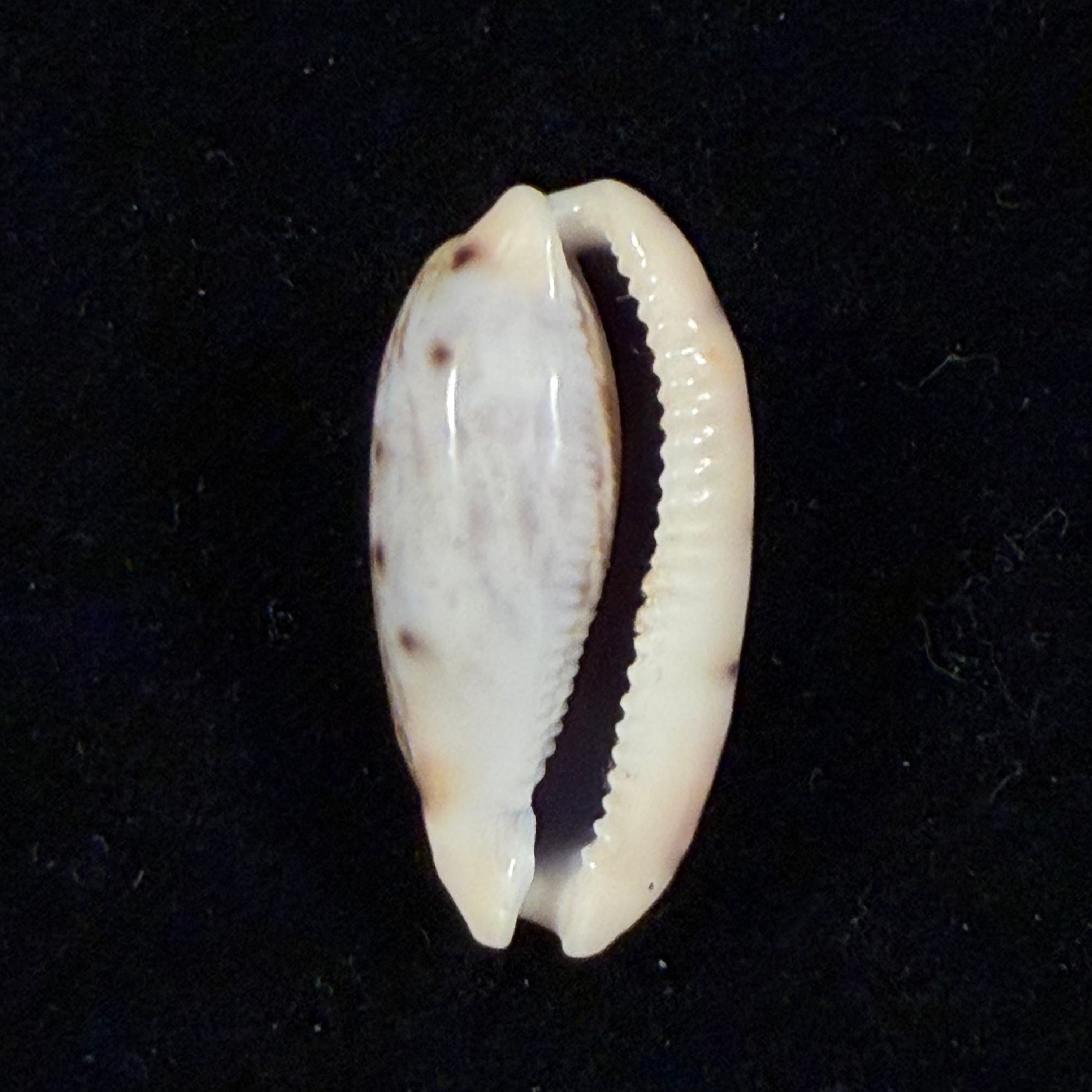 Talostolida pellucens panamensis (Lorenz, 2002) - 28,5mm