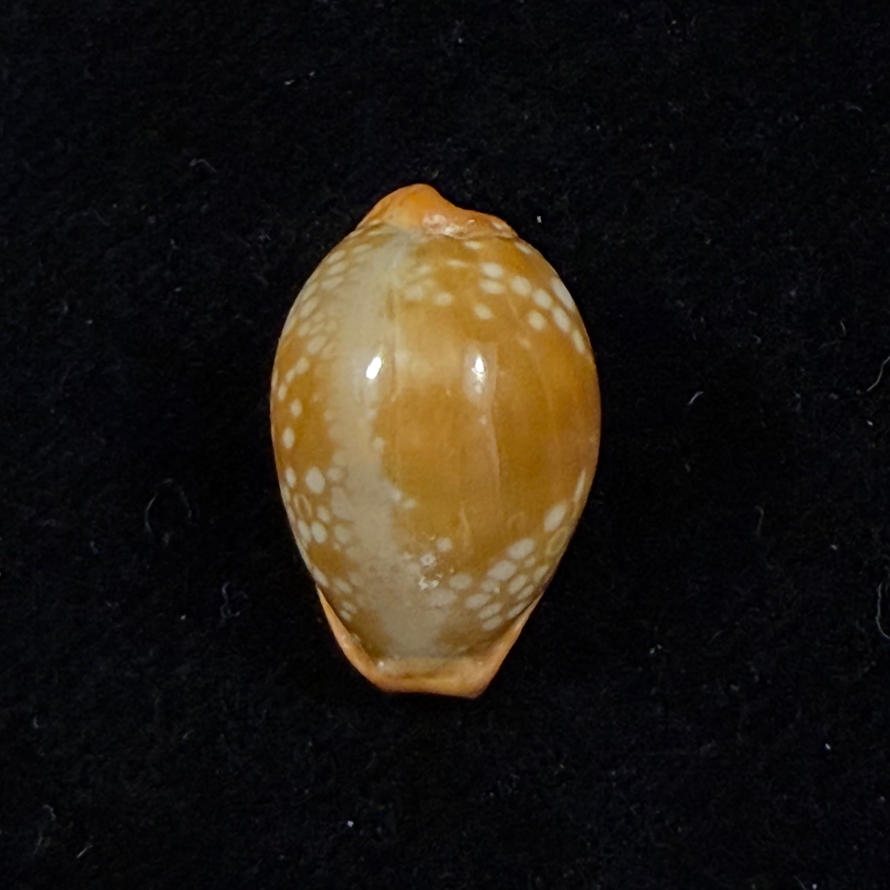 Naria citrina dauphinensis (Lorenz, 2002) - 19,8mm