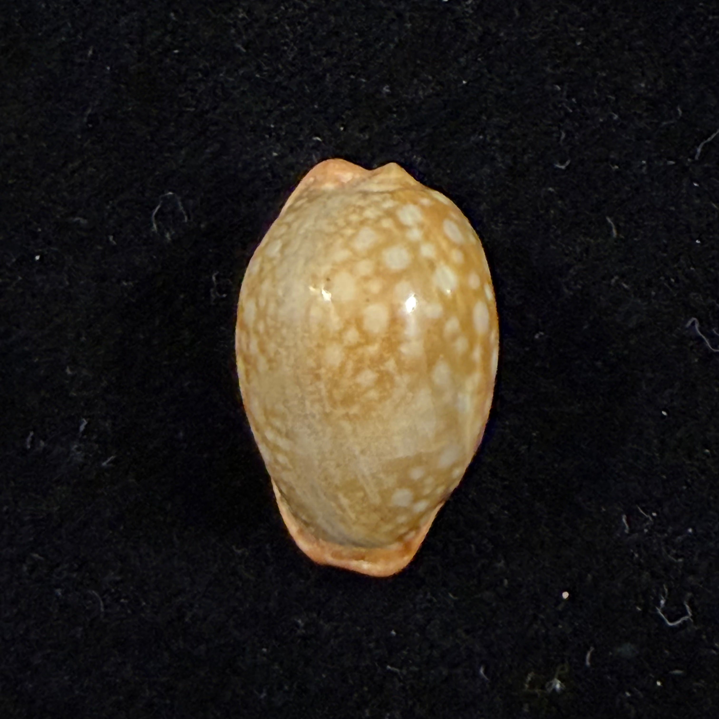 Naria citrina dauphinensis (Lorenz, 2002) - 20,3mm)
