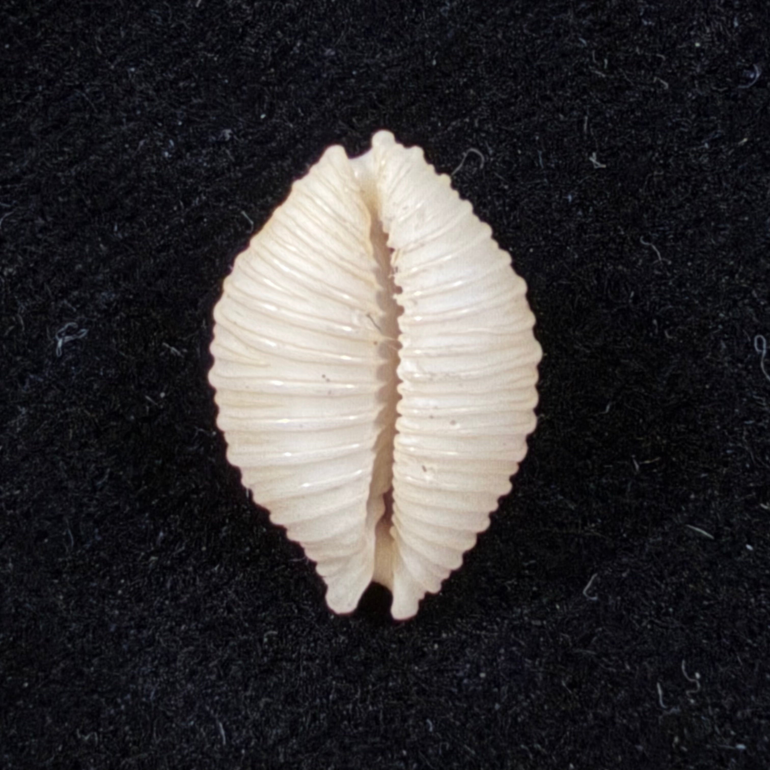 Nucleolaria nucleus (Linnaeus, 1758) - 16,5mm