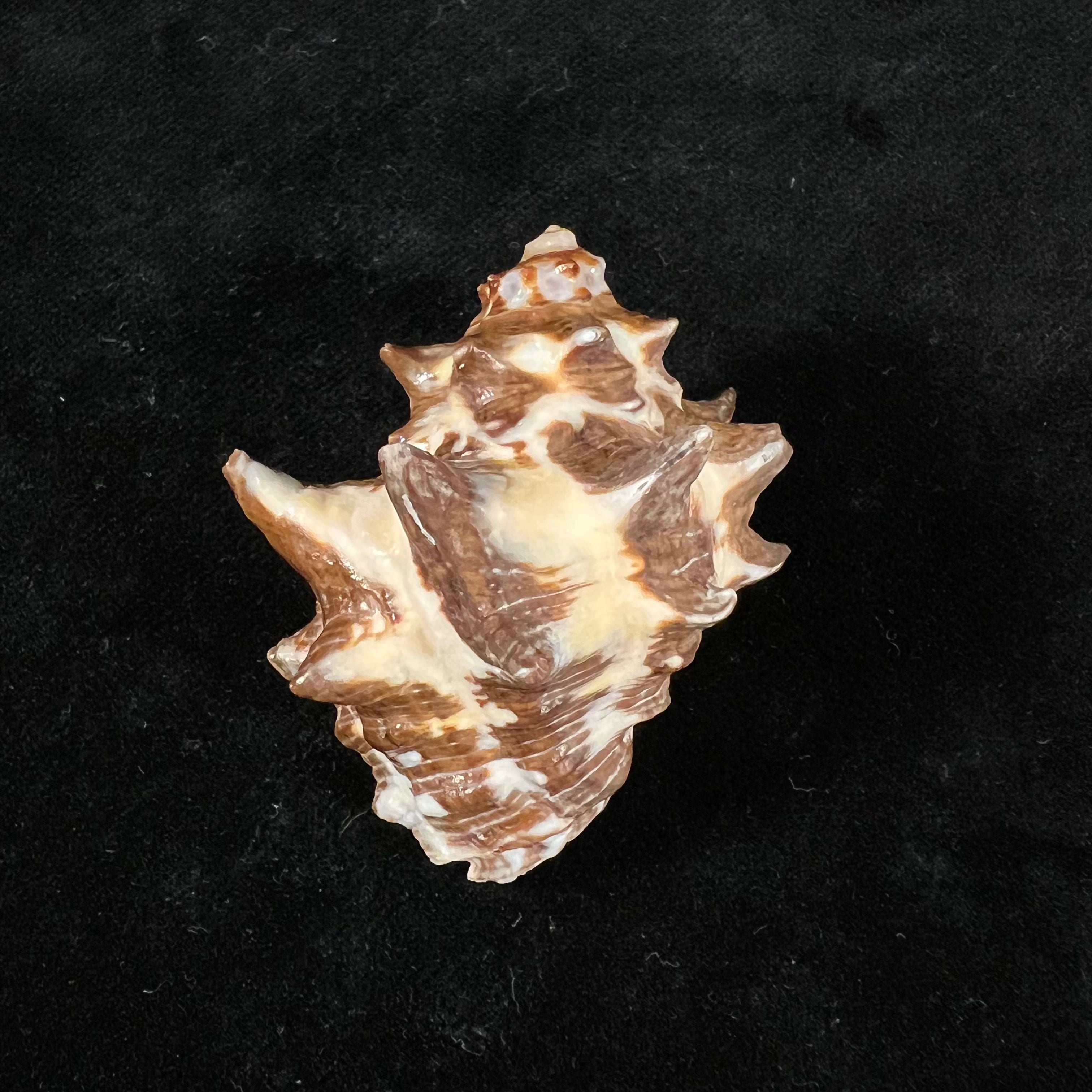双结核灵芝 (Lamarck, 1822) - 45,9mm