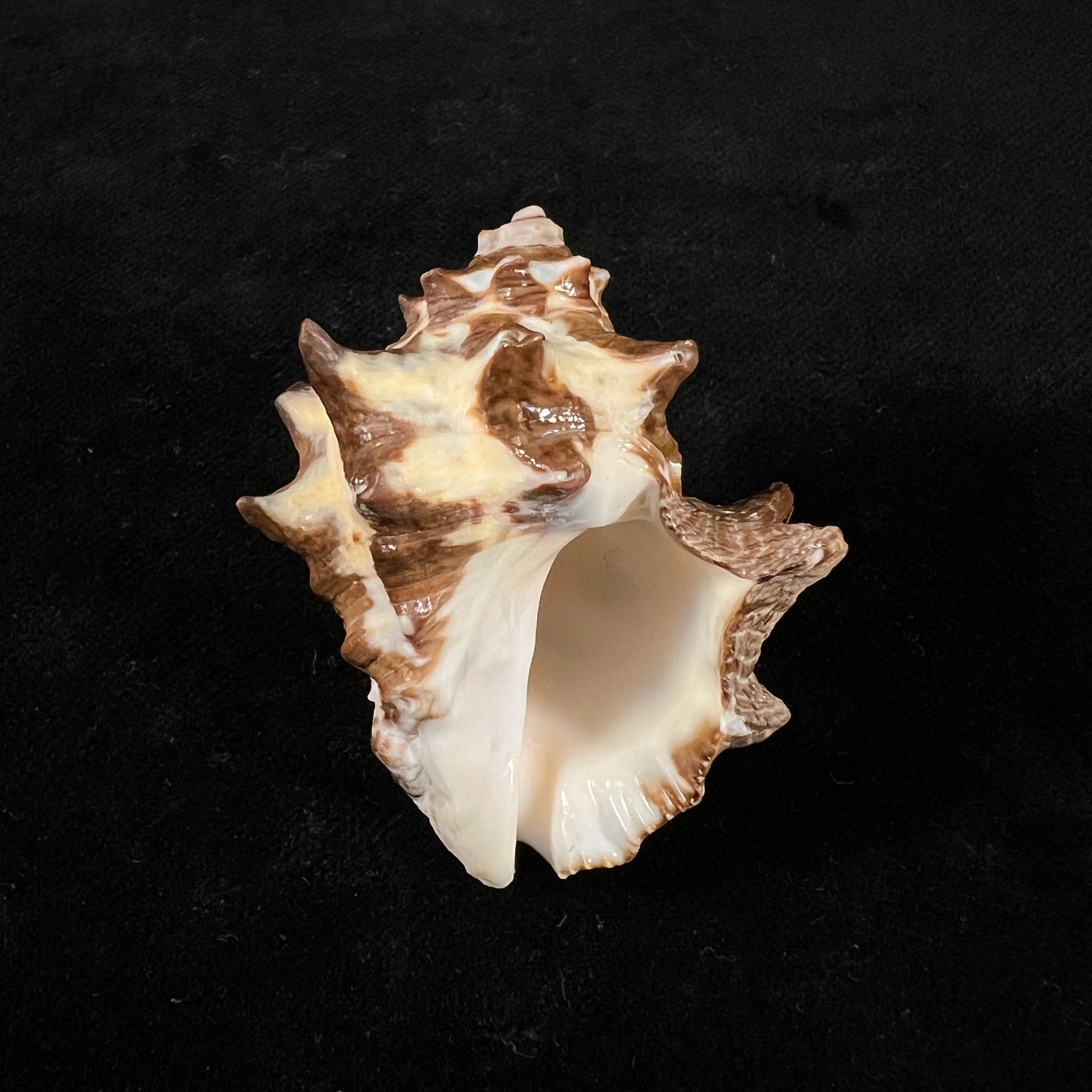 双结核灵芝 (Lamarck, 1822) - 45,9mm