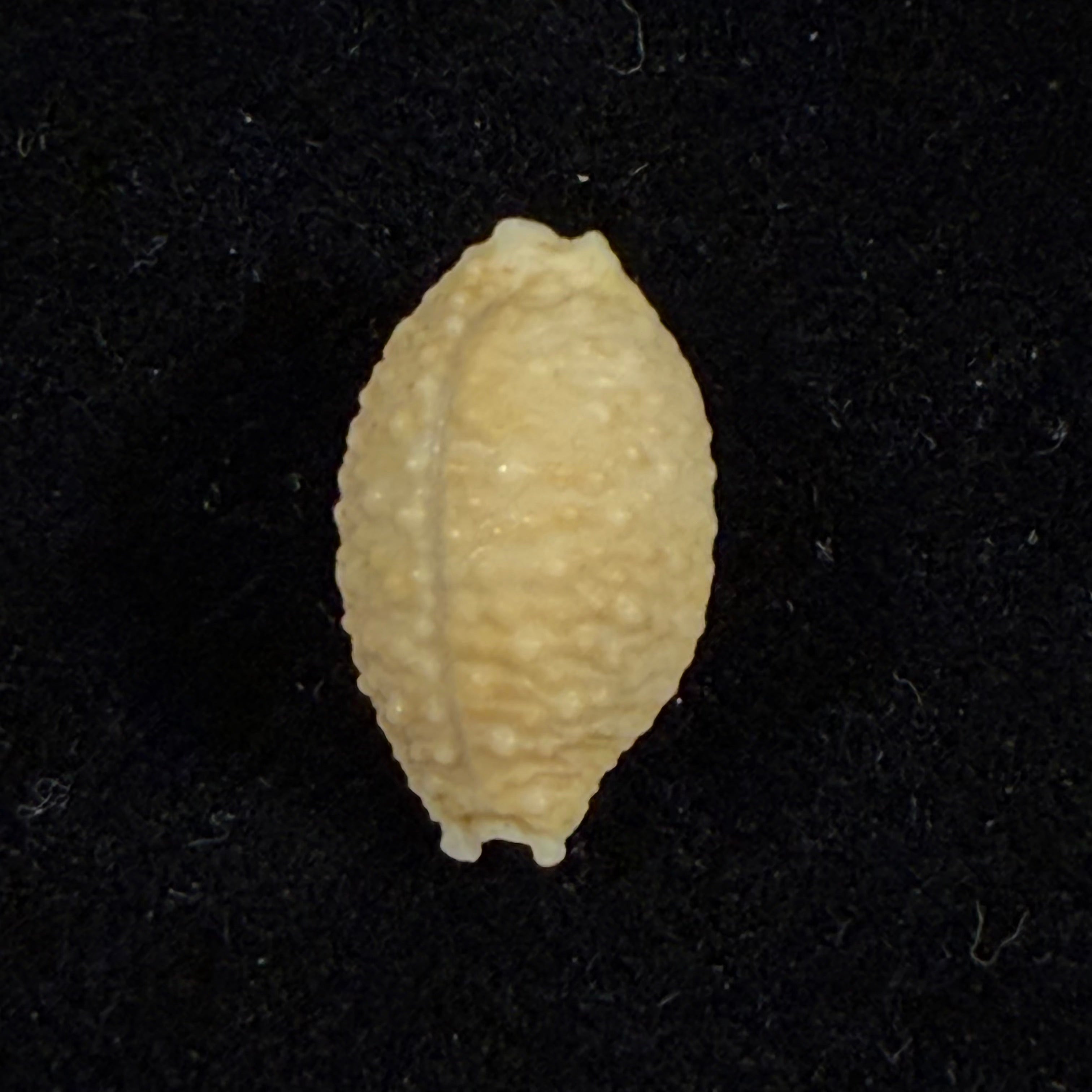 Nucleolaria nucleus (Linnaeus, 1758) - 15,9mm
