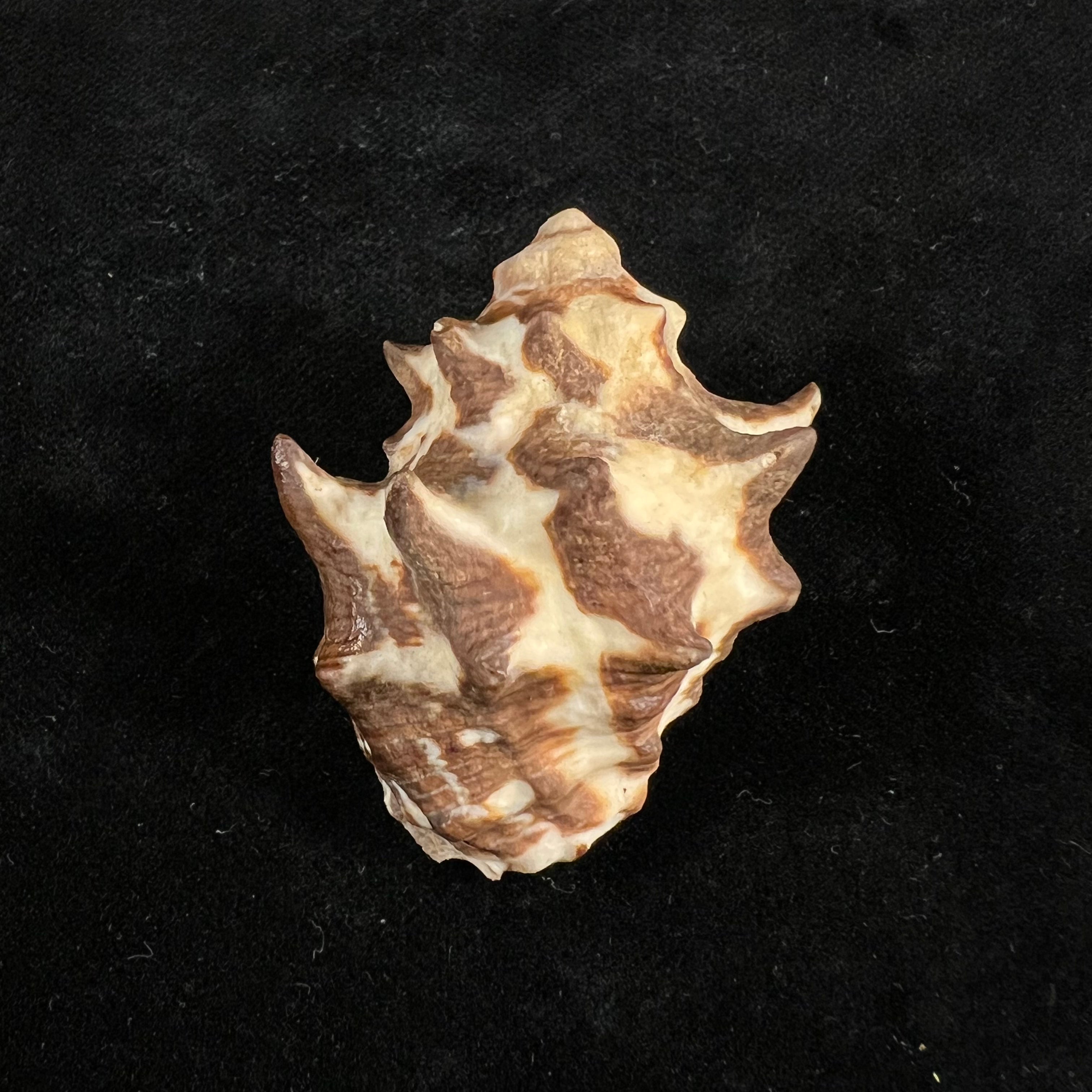 双结核灵芝 (Lamarck, 1822) - 44mm