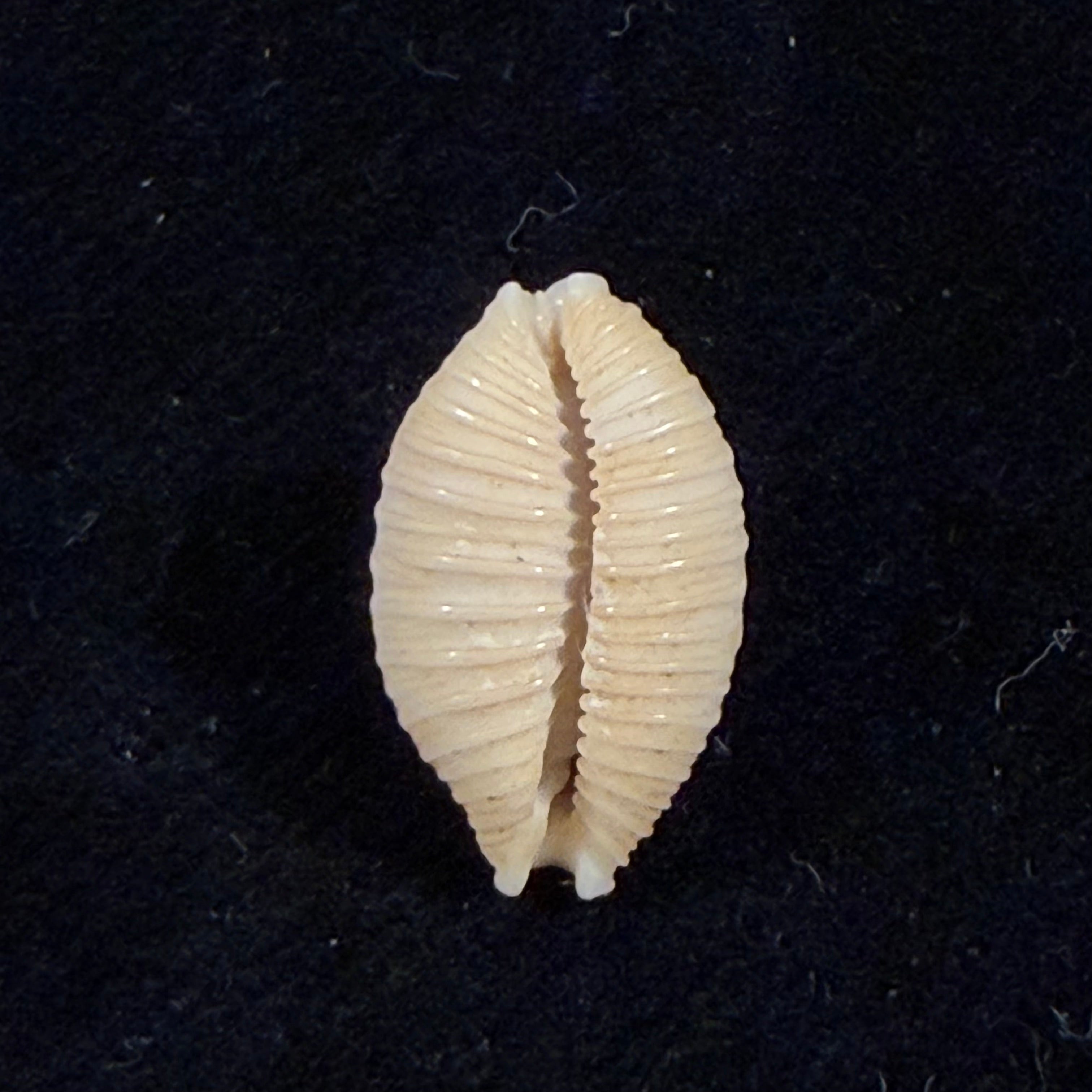 Nucleolaria nucleus (Linnaeus, 1758) - 15,9mm