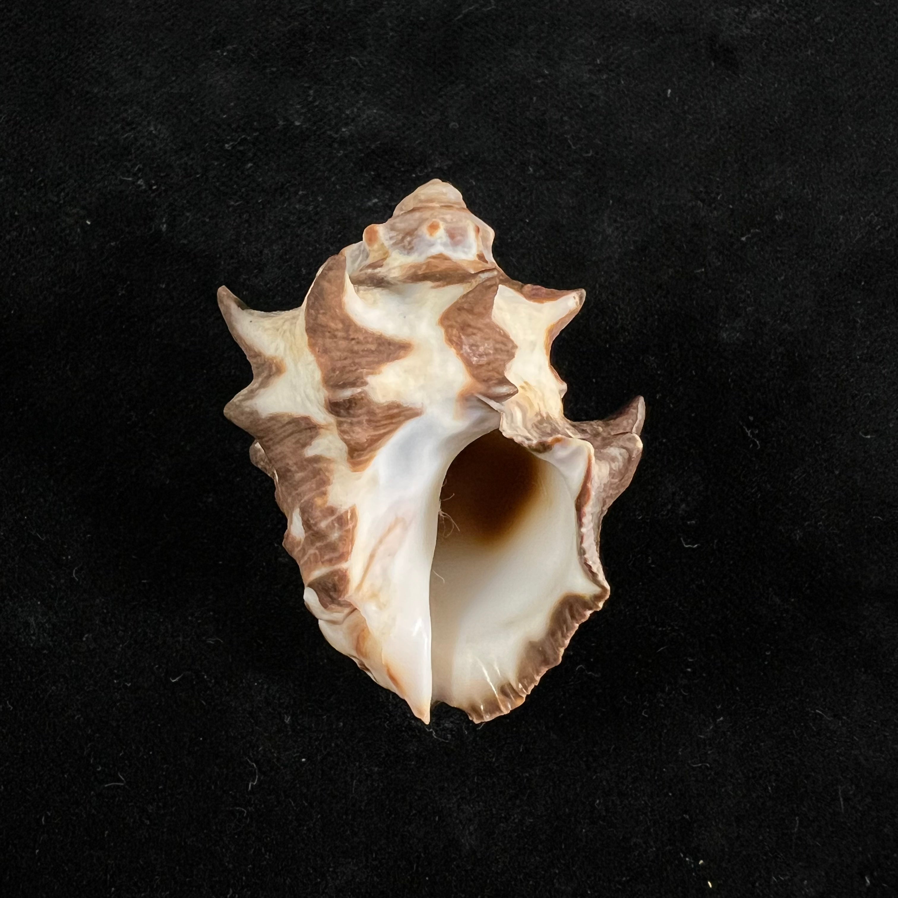 双结核灵芝 (Lamarck, 1822) - 44mm