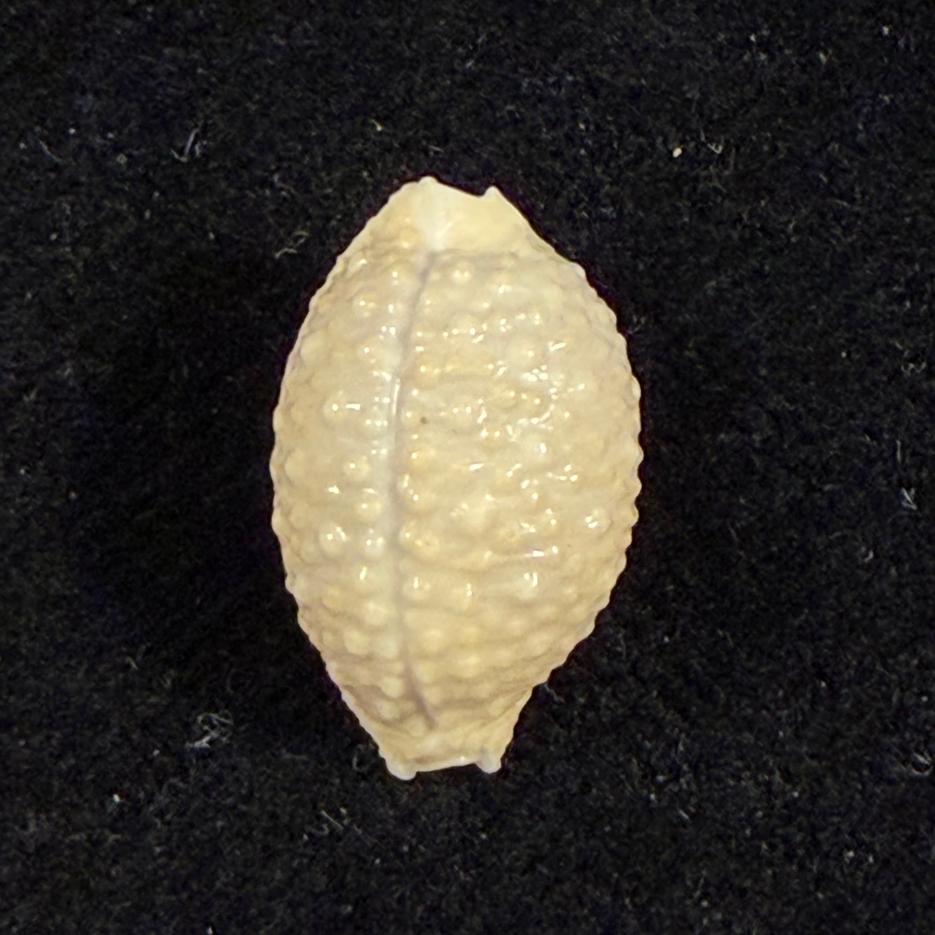 Nucleolaria nucleus (Linnaeus, 1758) - 16,2mm