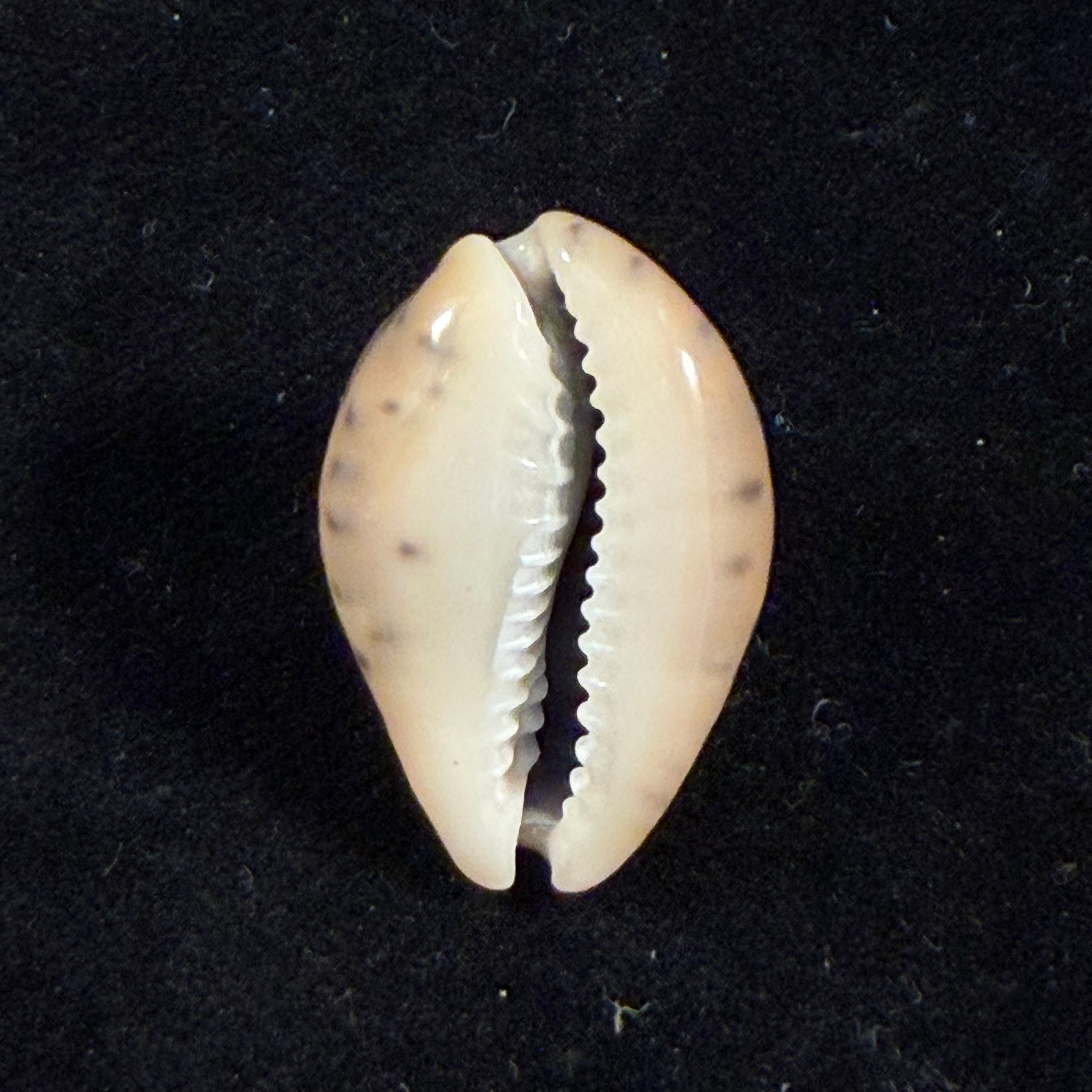 Pseudozonaria robertsi (Hidalgo, 1906) - 27,6mm
