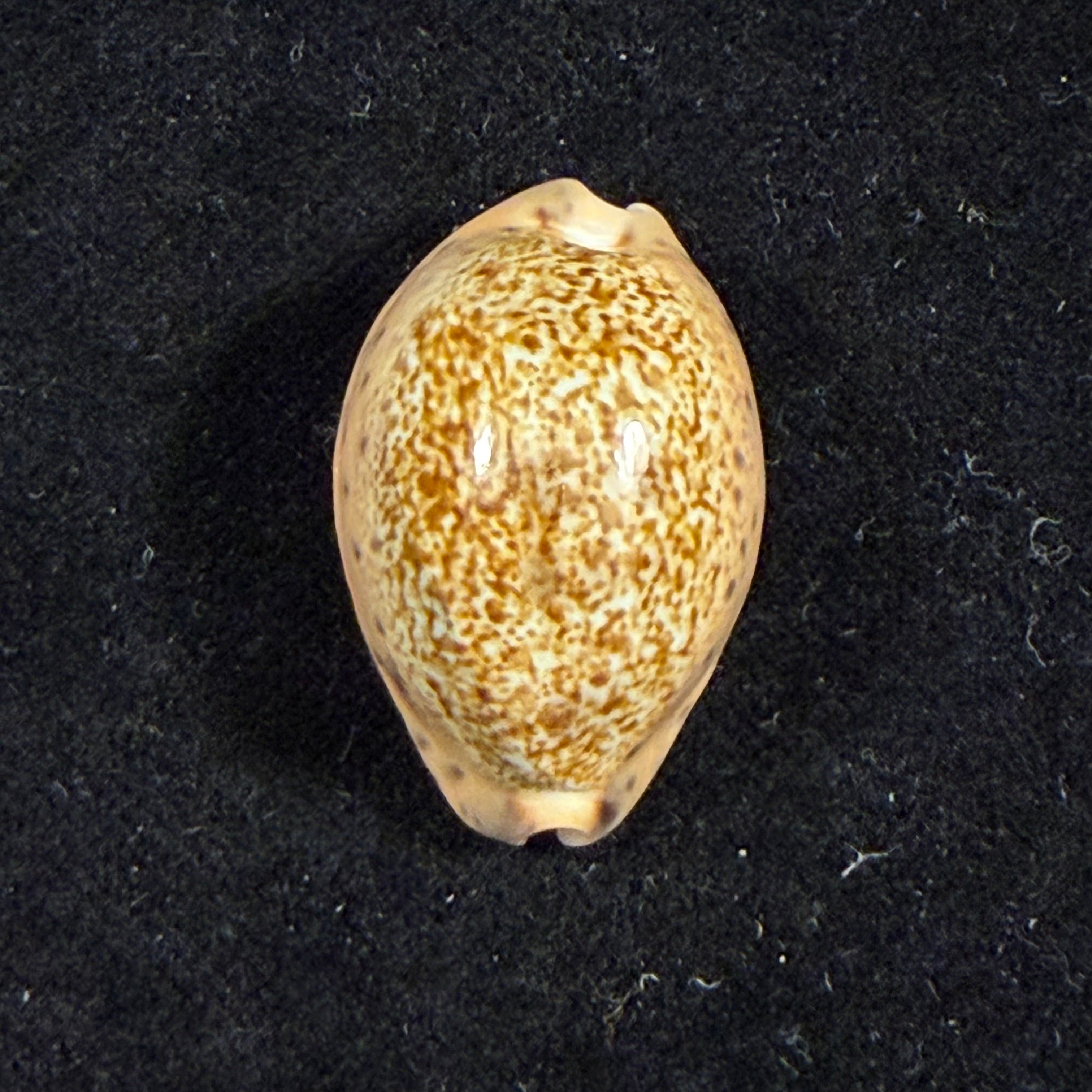 Pseudozonaria robertsi (Hidalgo, 1906) - 27,2mm