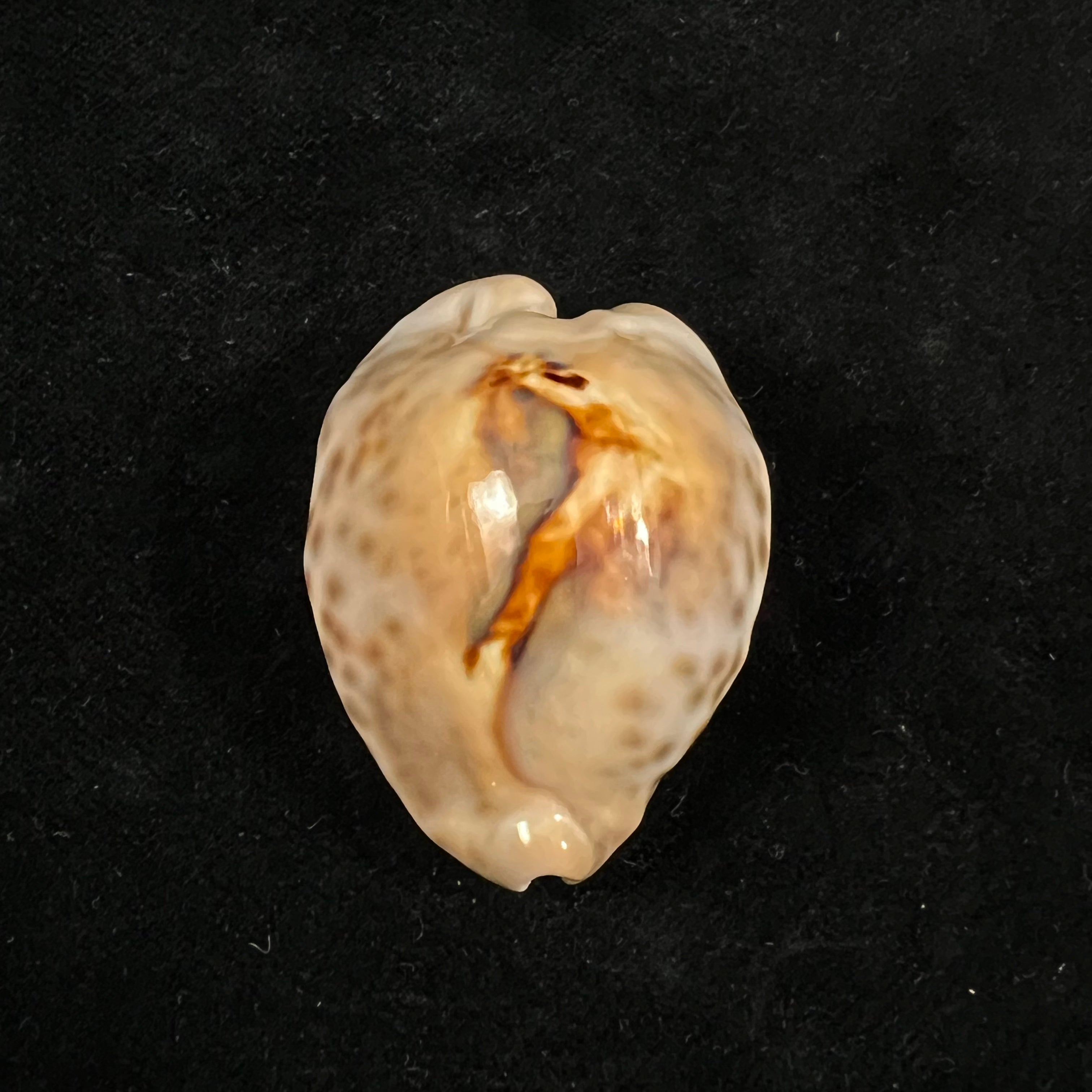 Barycypraea teulerei (Cazenavette, 1846) - 45,9mm