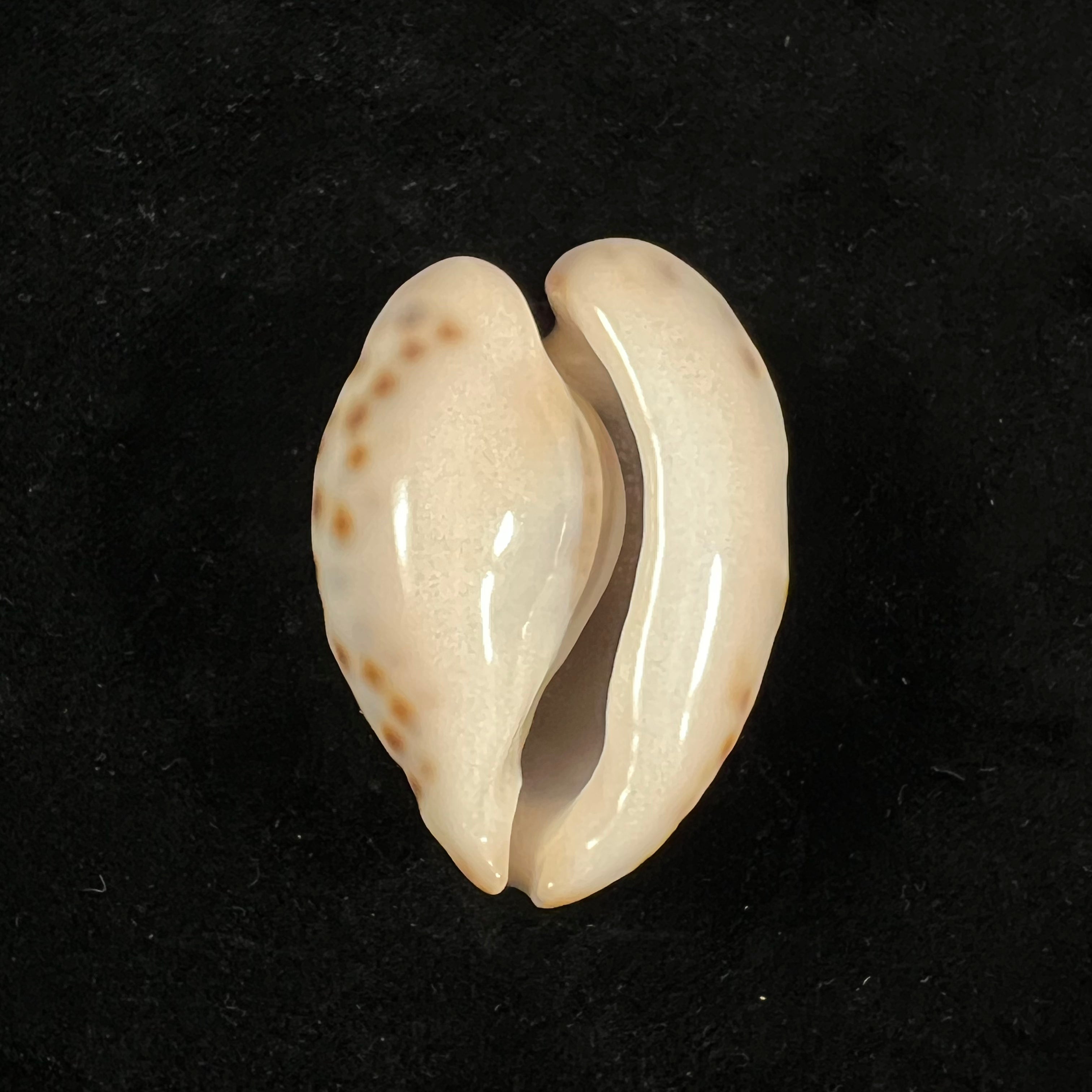 Barycypraea teulerei (Cazenavette, 1846) - 45,9mm
