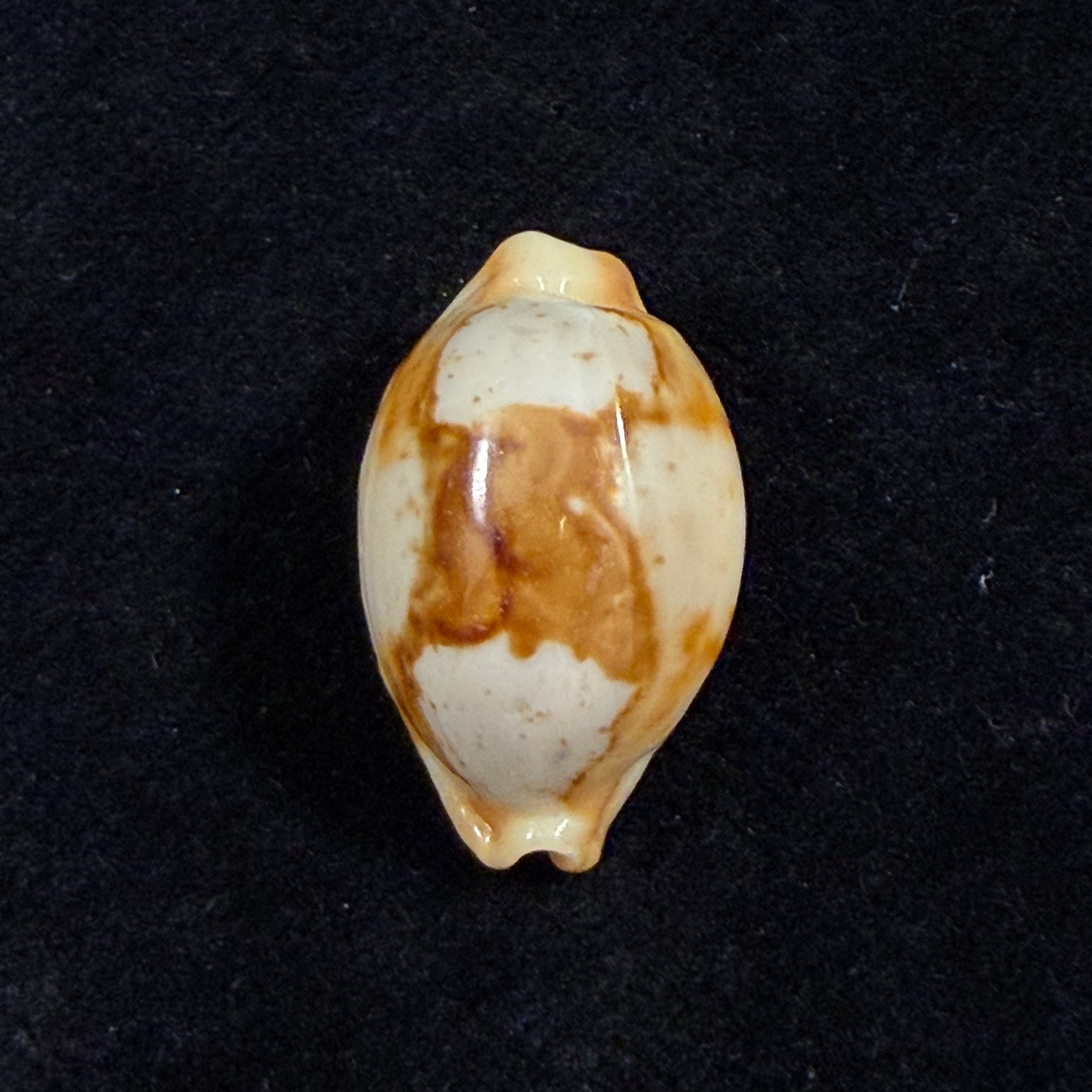 Bistolida stolida (Linnaeus, 1758) - 22,3mm