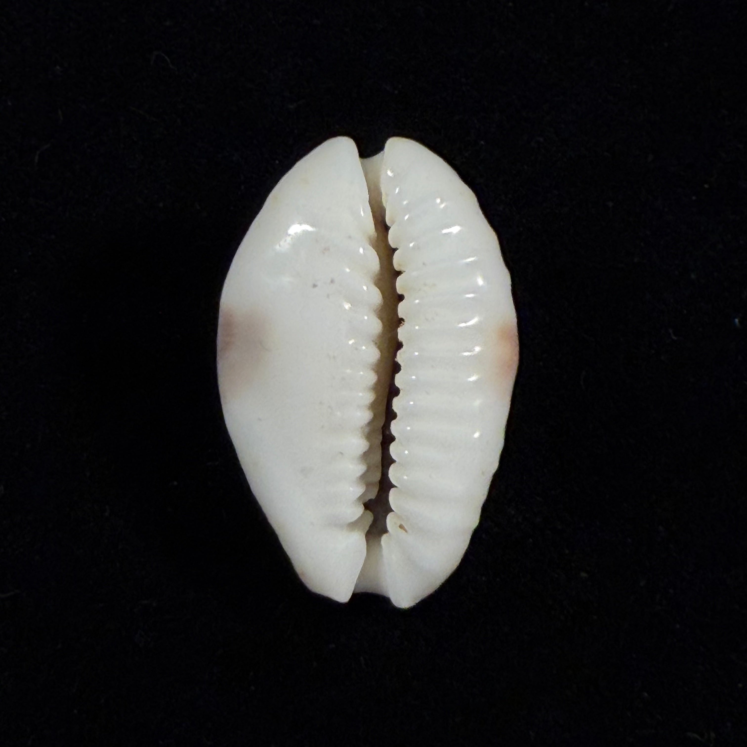 Naria erosa (Linnaeus, 1758) - 31mm