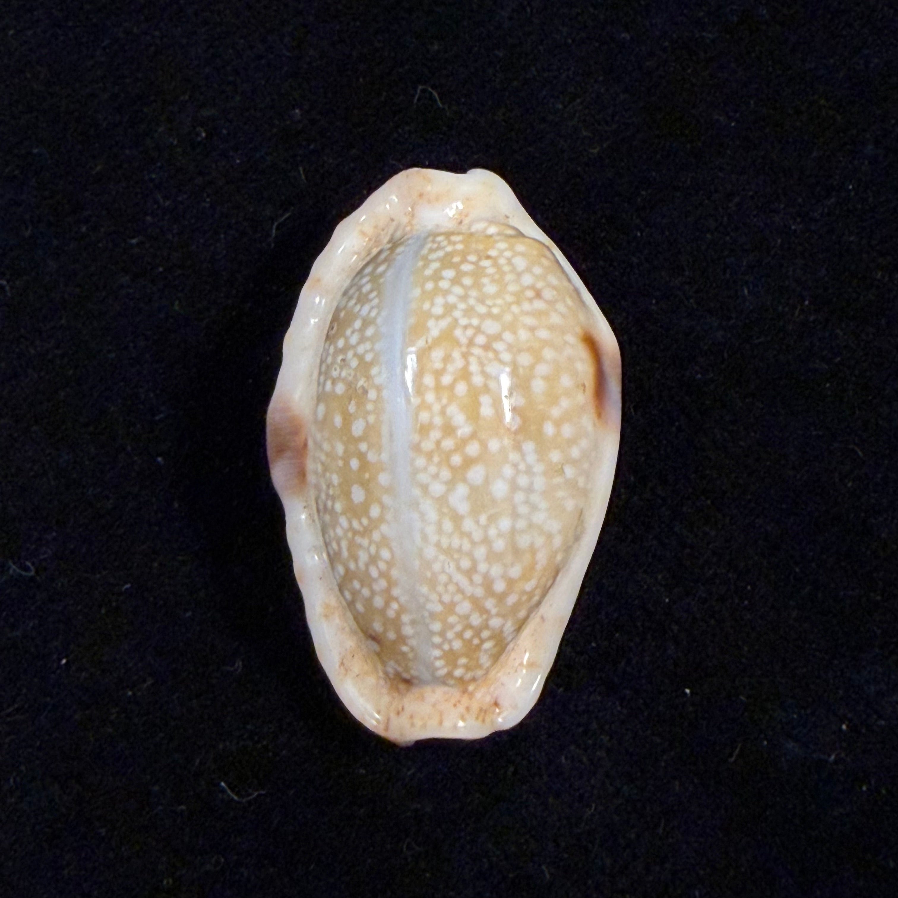 Naria erosa (Linnaeus, 1758) - 31mm