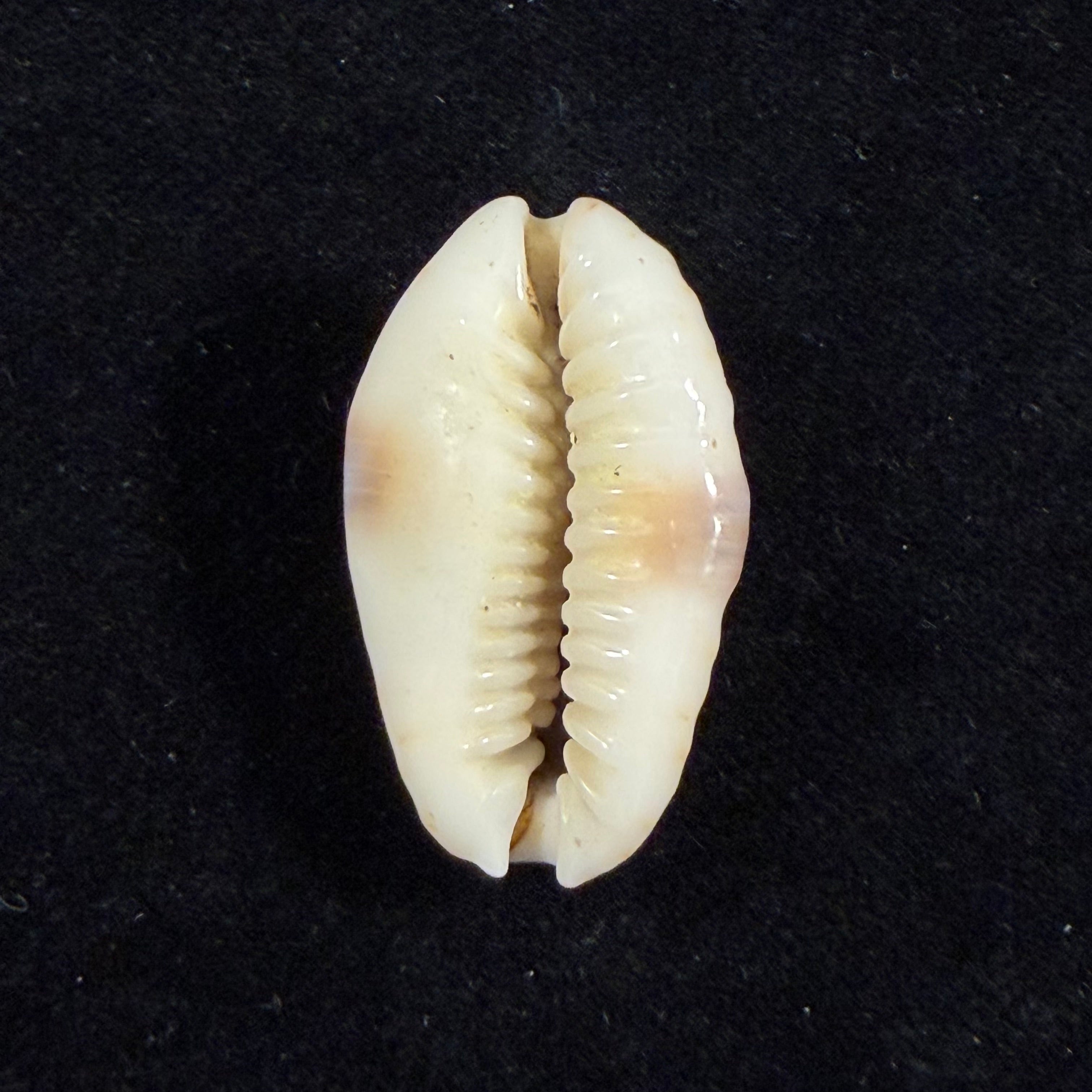 Naria erosa (Linnaeus, 1758) - 31mm