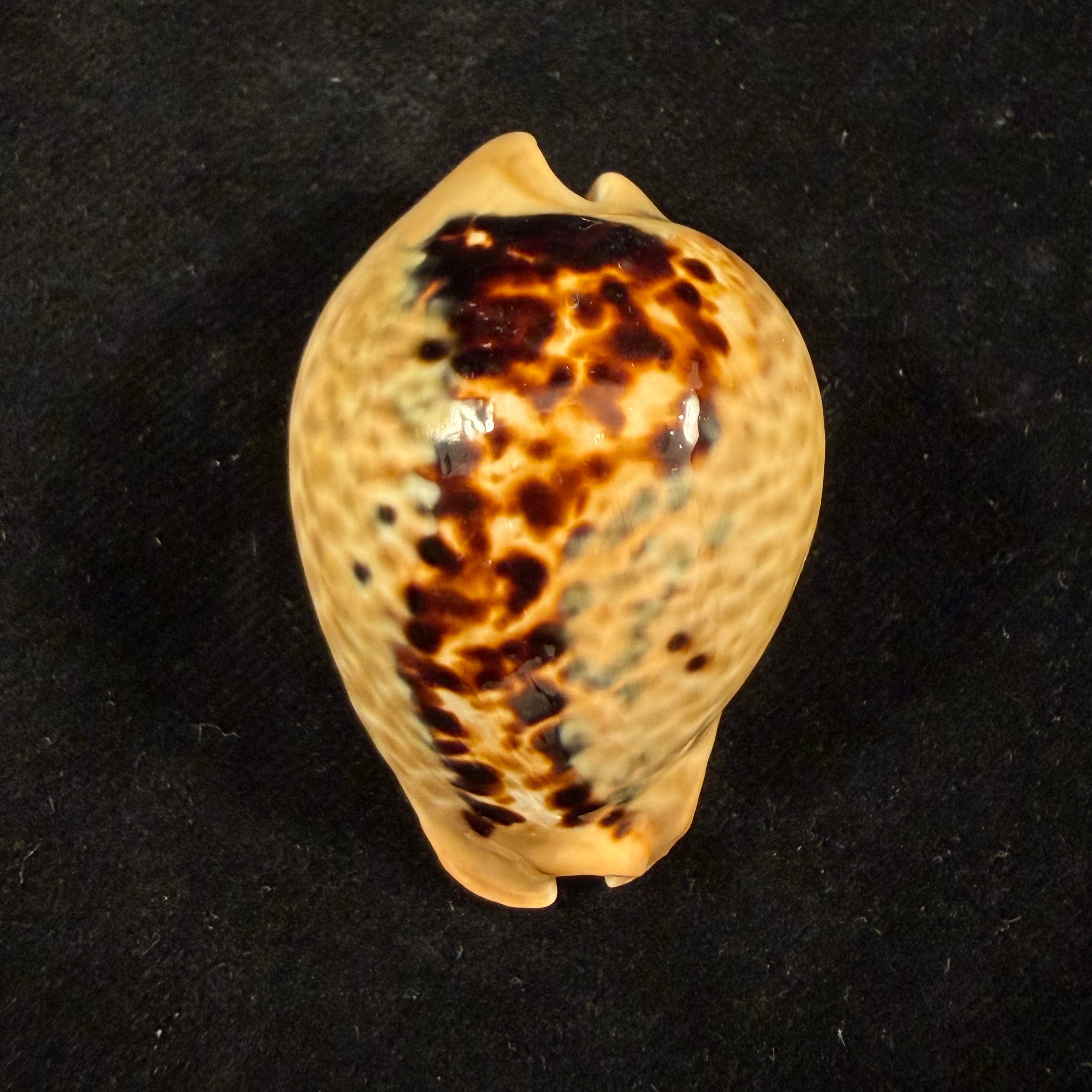 Muracypraea mus (Linnaeus, 1758) - 50mm