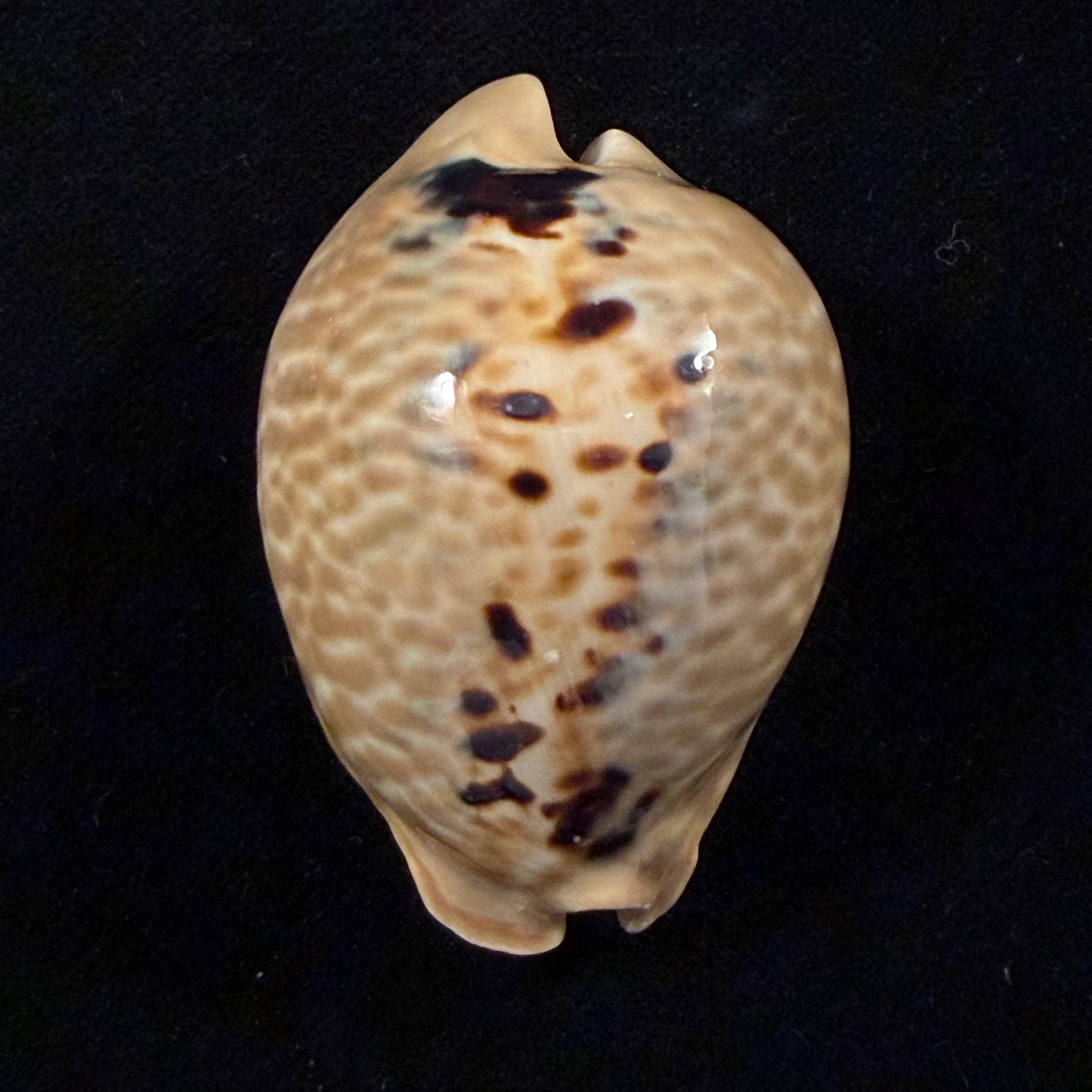 Muracypraea mus (Linnaeus, 1758) - 49,7mm