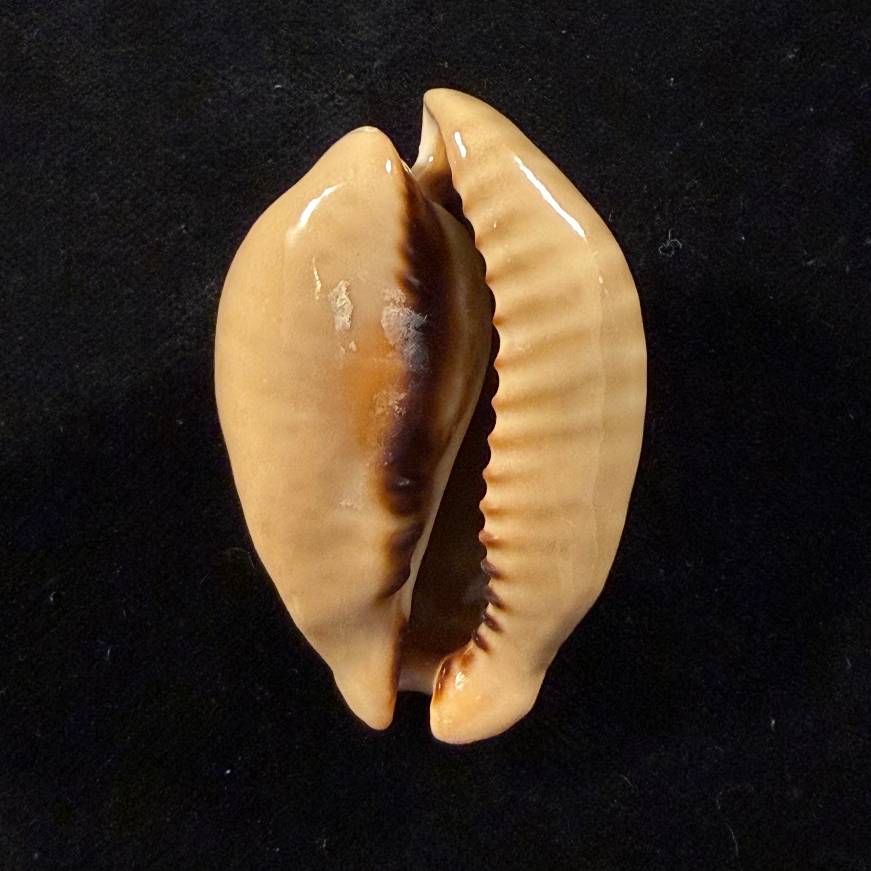 Muracypraea mus (Linnaeus, 1758) - 49,7mm