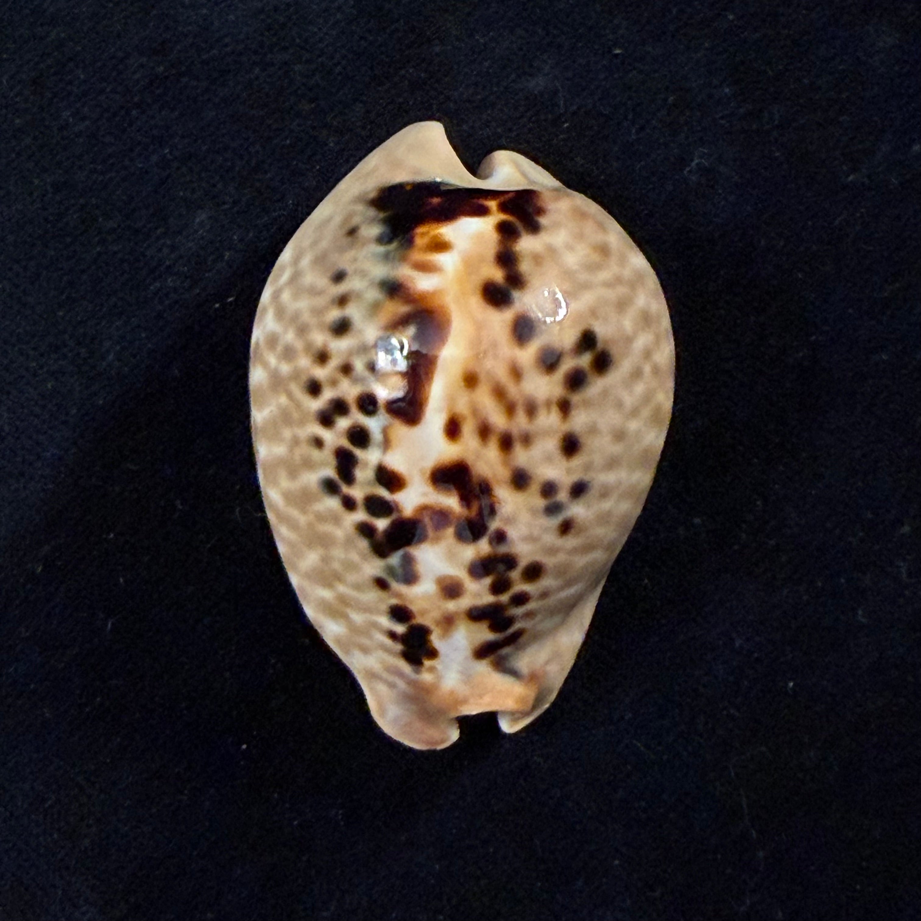 Muracypraea mus (Linnaeus, 1758) - 48,1mm