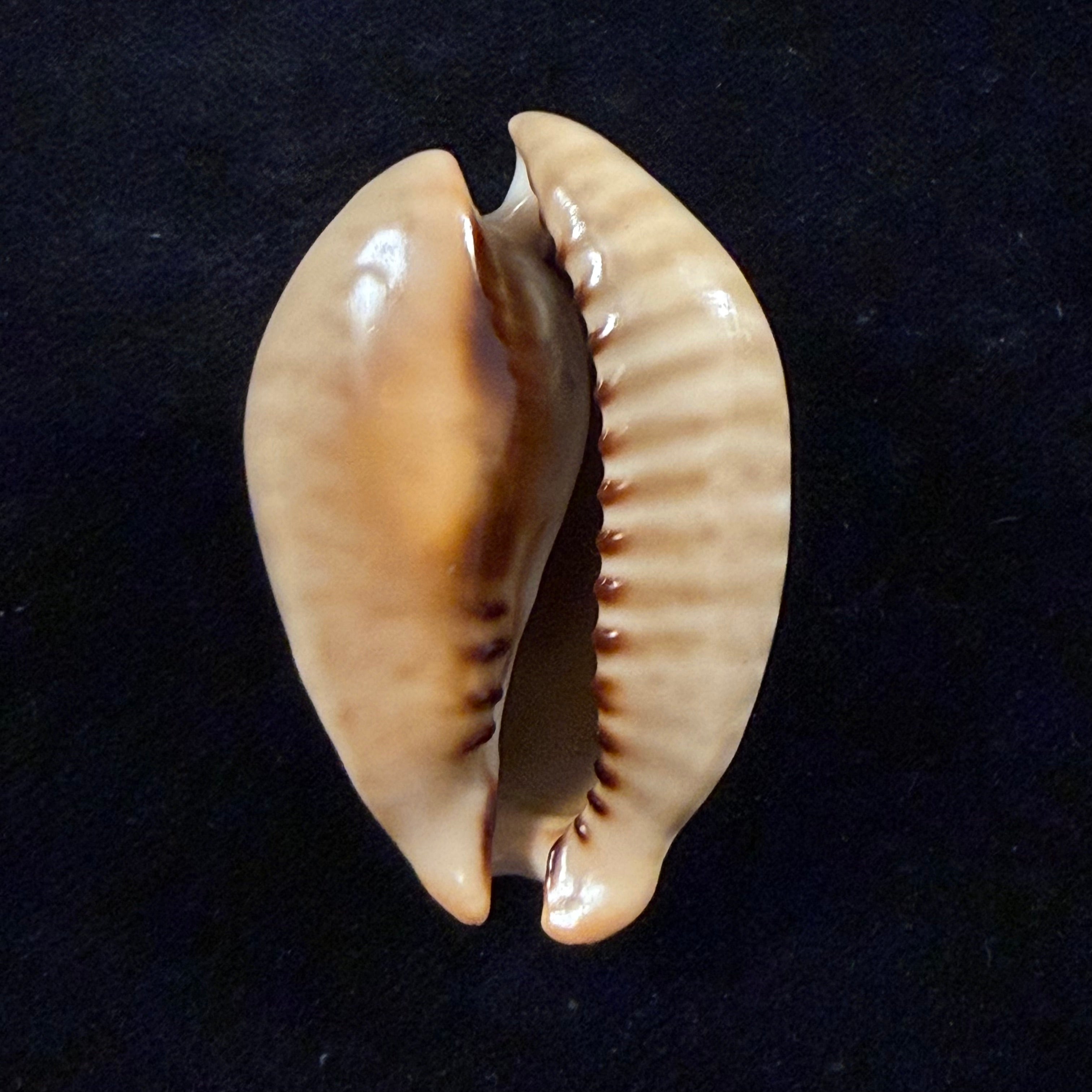 Muracypraea mus (Linnaeus, 1758) - 48,1mm