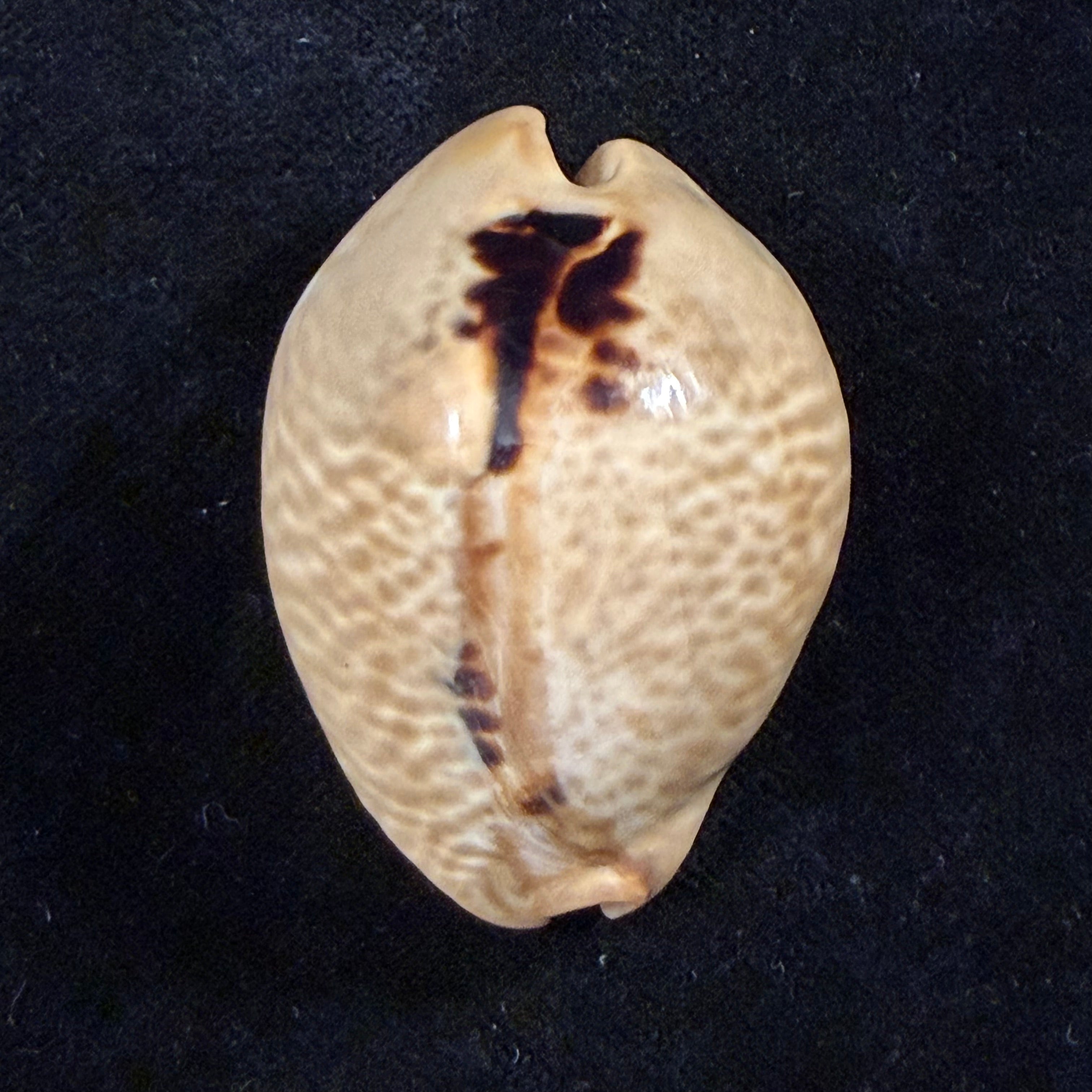 Muracypraea mus (Linnaeus, 1758) - 46mm