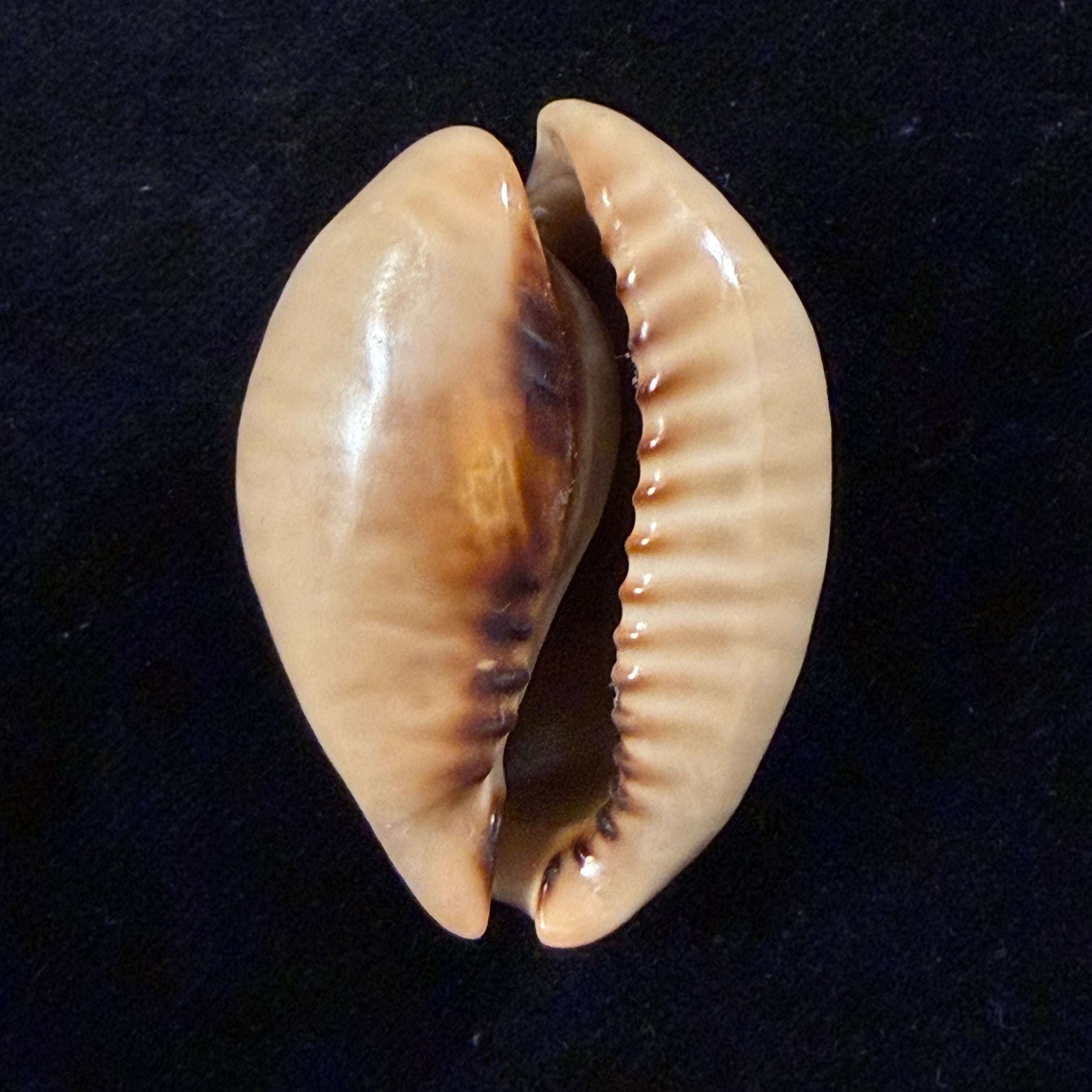 Muracypraea mus (Linnaeus, 1758) - 46mm