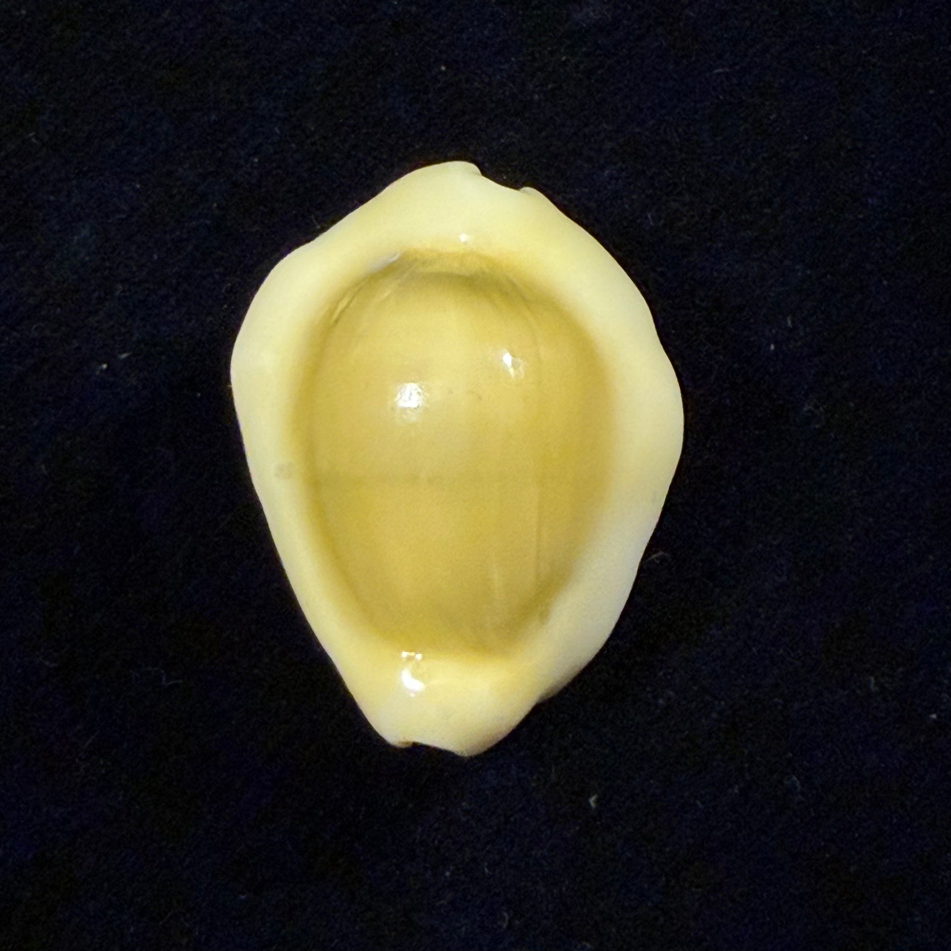 Monetaria moneta (Linnaeus, 1758) - 30,1mm