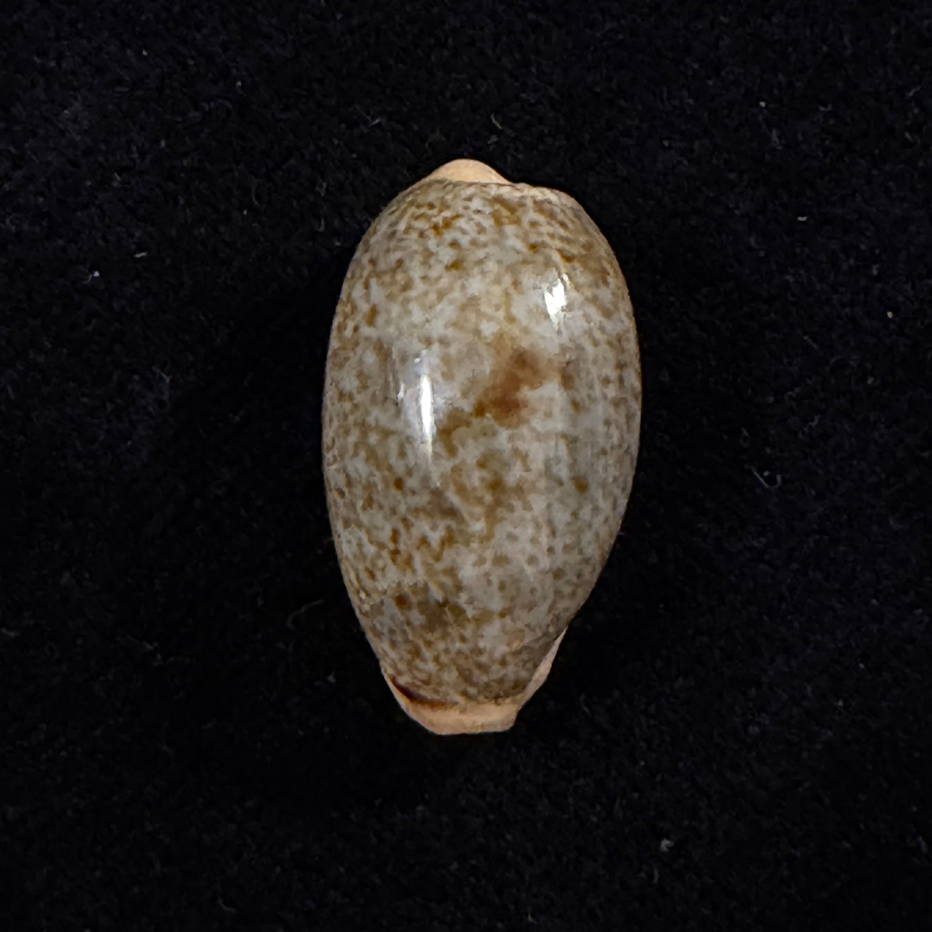 Erronea errones (Linnaeus, 1758) - 23,7mm