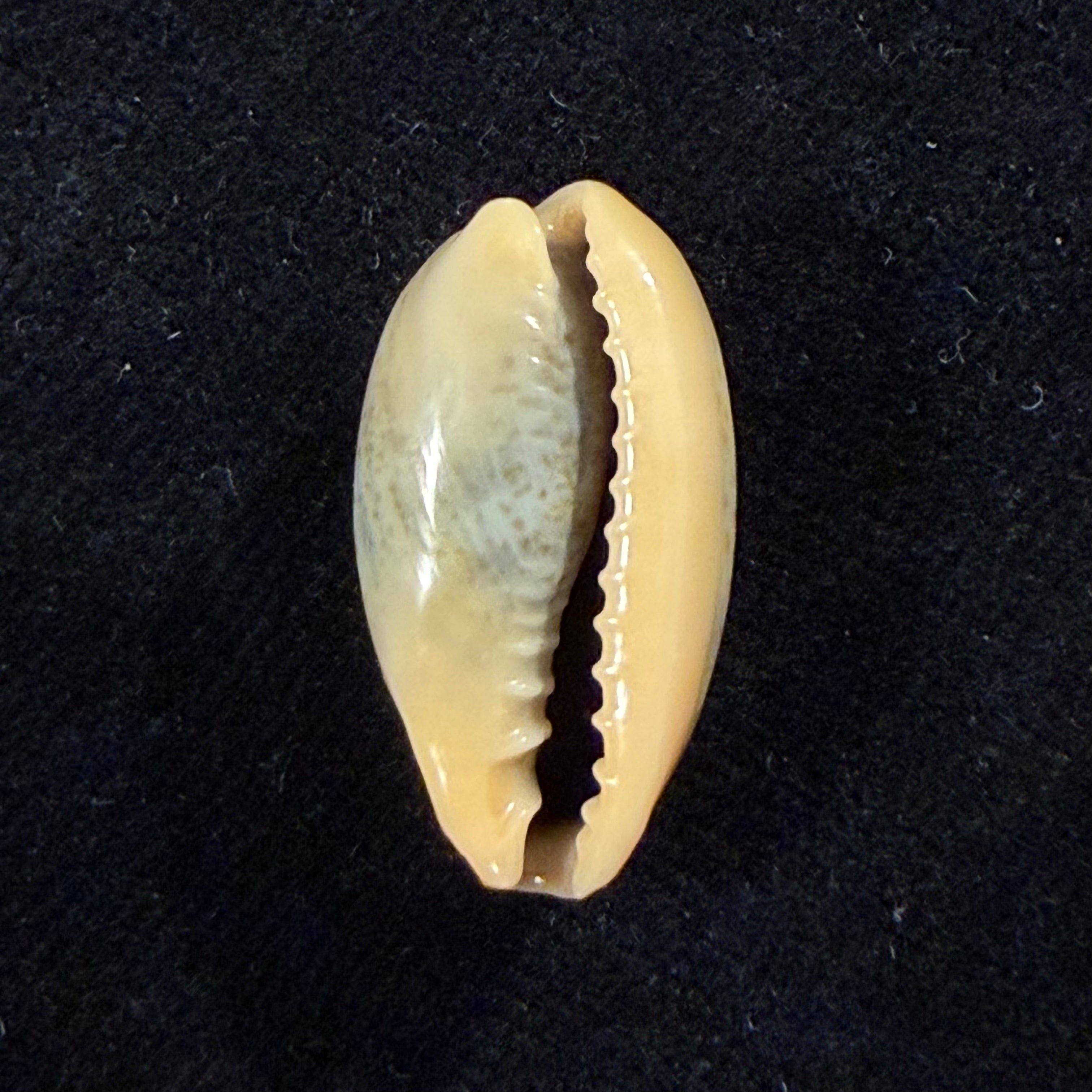 Erronea errones (Linnaeus, 1758) - 23,7mm