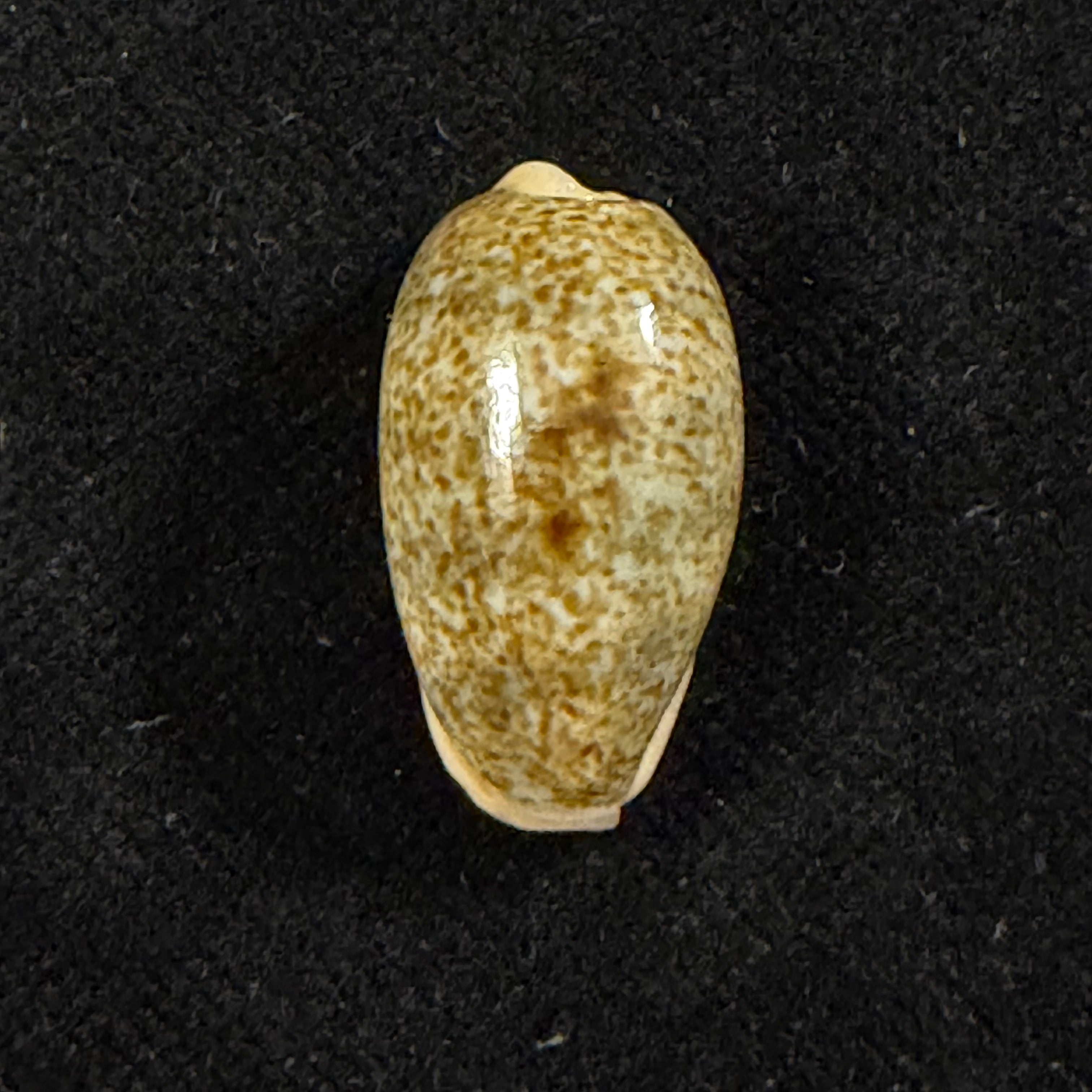 Erronea errones (Linnaeus, 1758) - 22,3mm