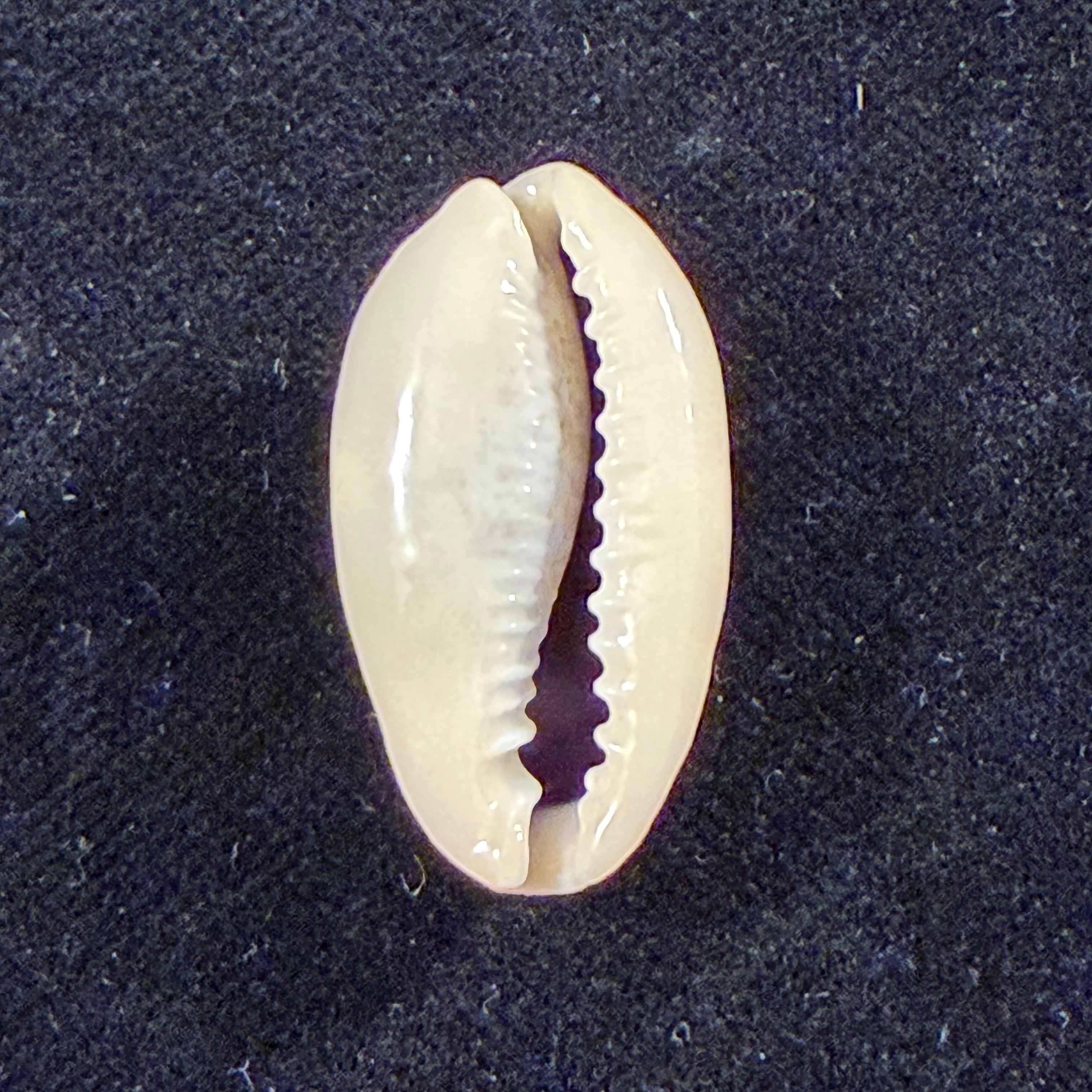 Erronea errones (Linnaeus, 1758) - 28,5mm