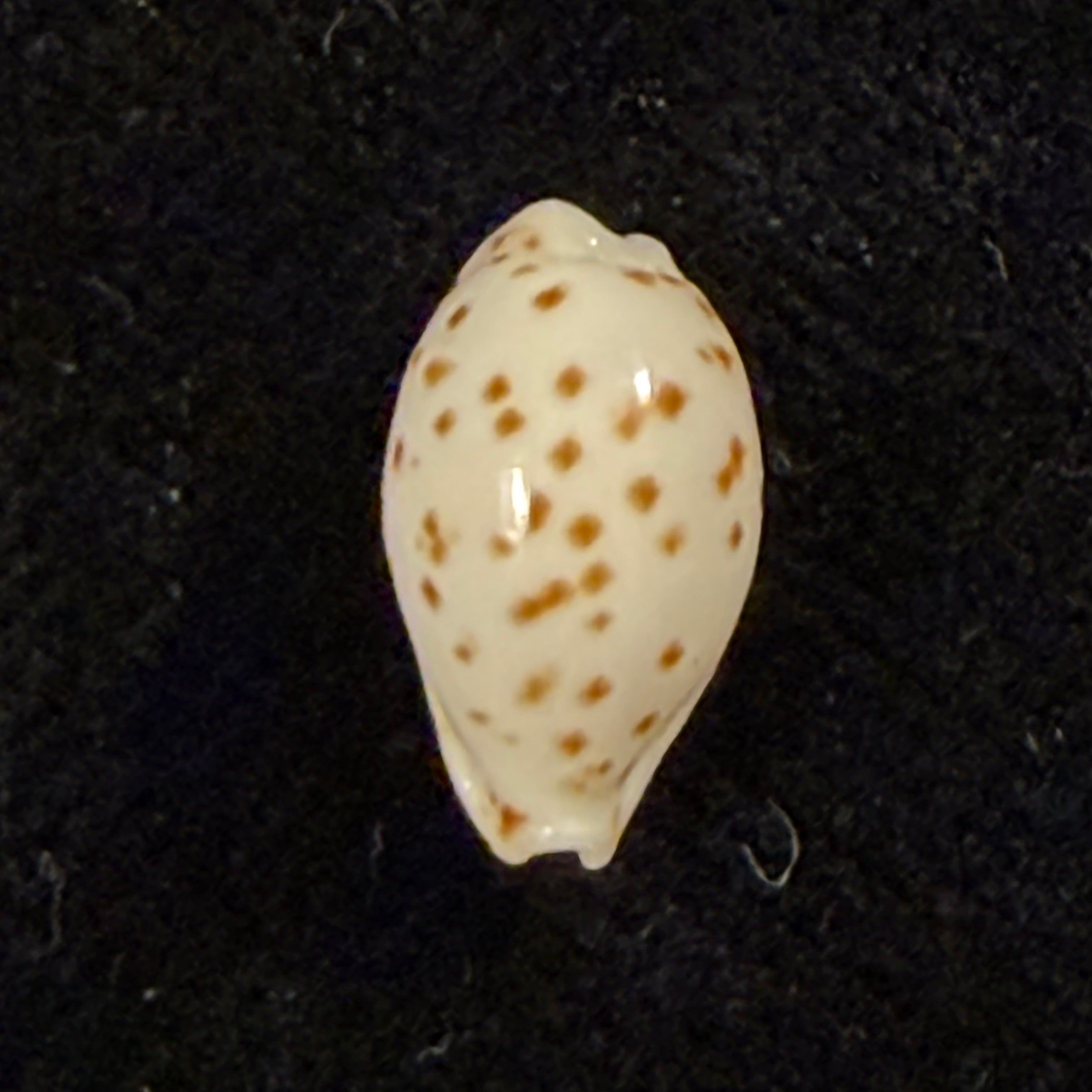 Ransoniella punctata (Linnaeus, 1758) - 11,9mm